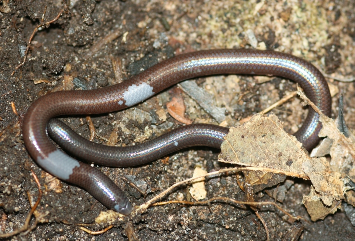 Blind, Legless Lizard Discovered—New Species