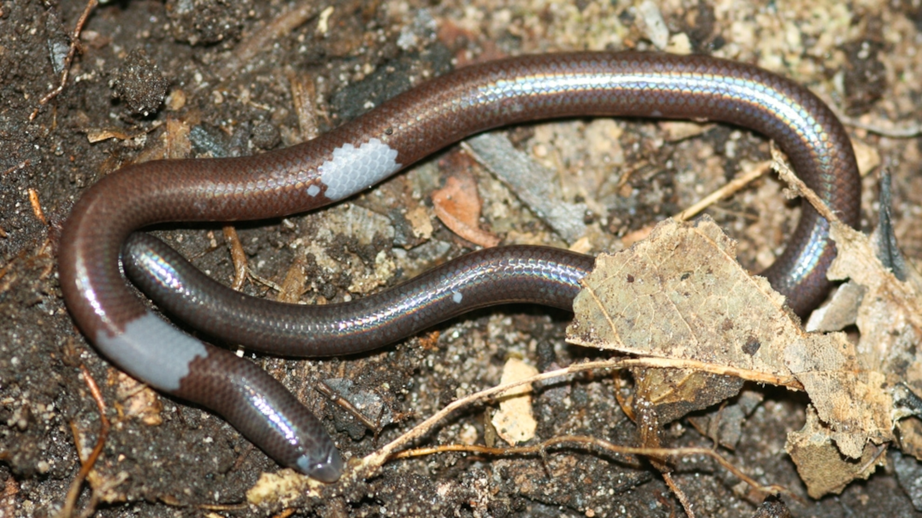 Blind, Legless Lizard Discovered—New Species | National Geographic