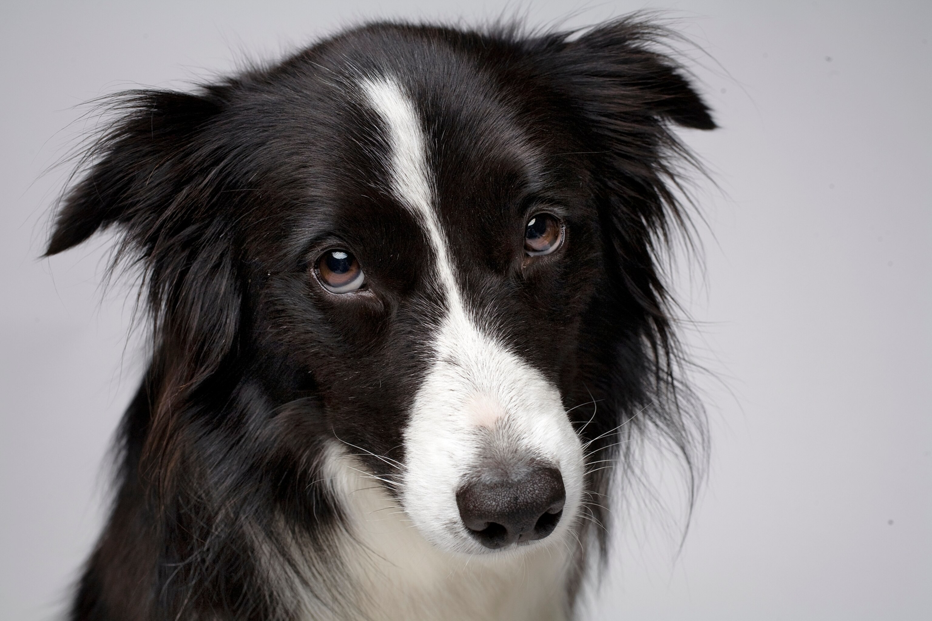 border collie