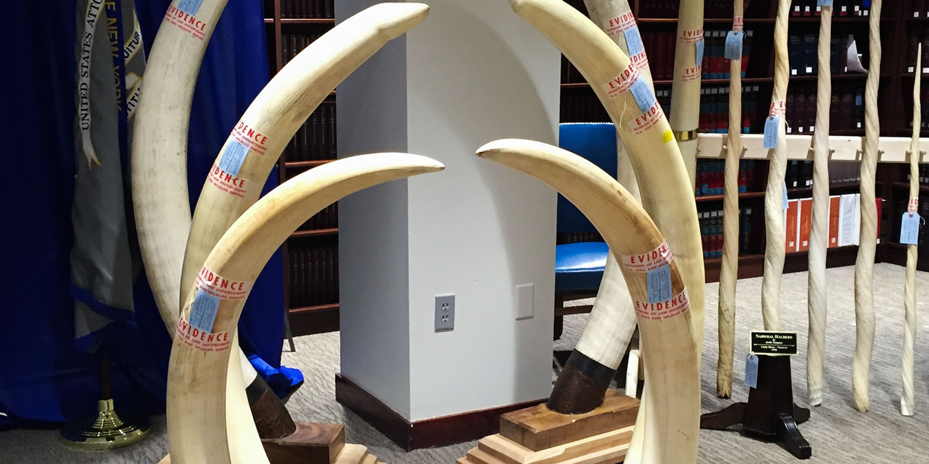 Share 147+ decorative elephant tusks latest seven.edu.vn