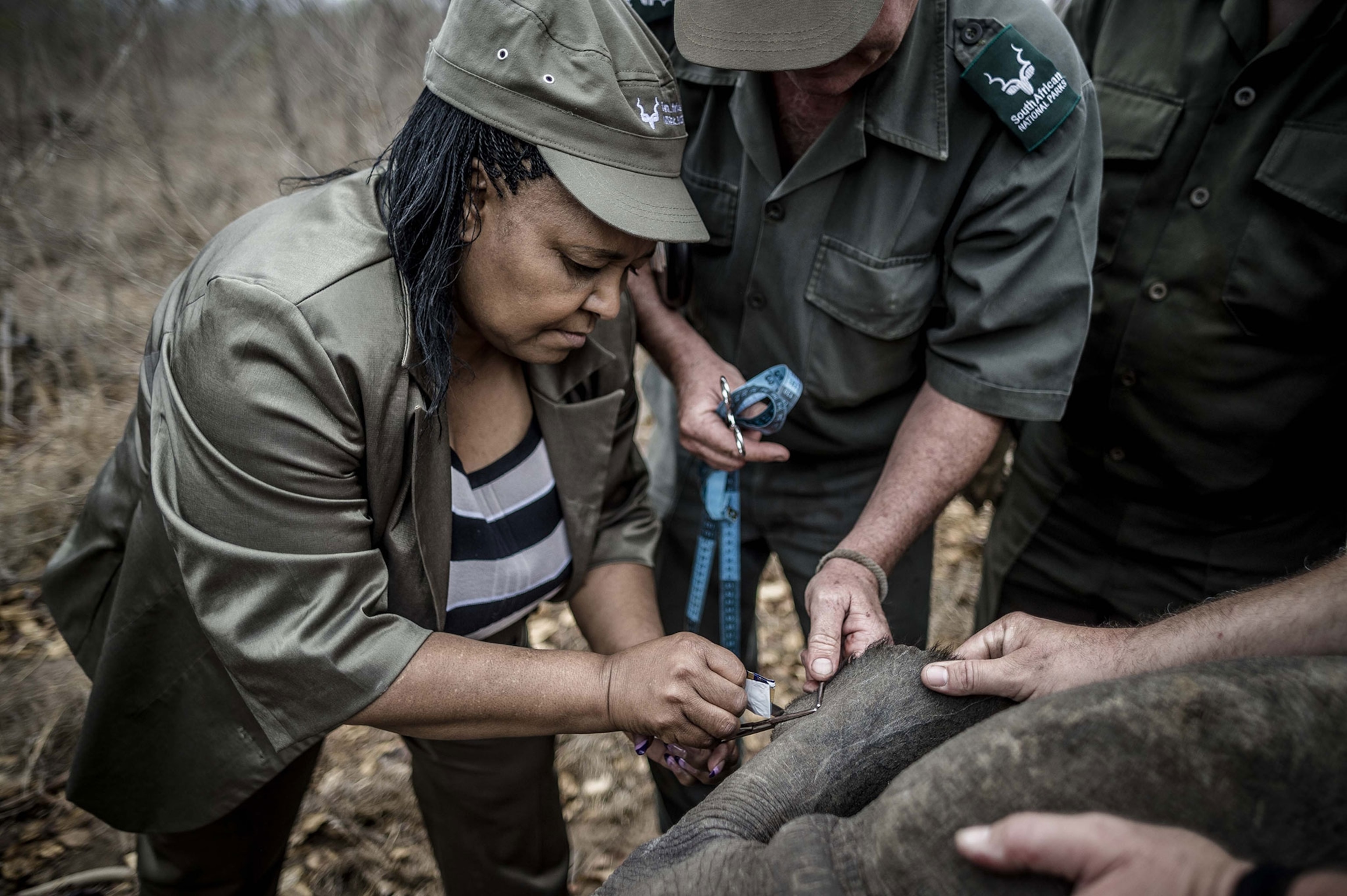 a government minister helping sedate a rhino