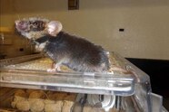 Cross Breeding Animals With Humans