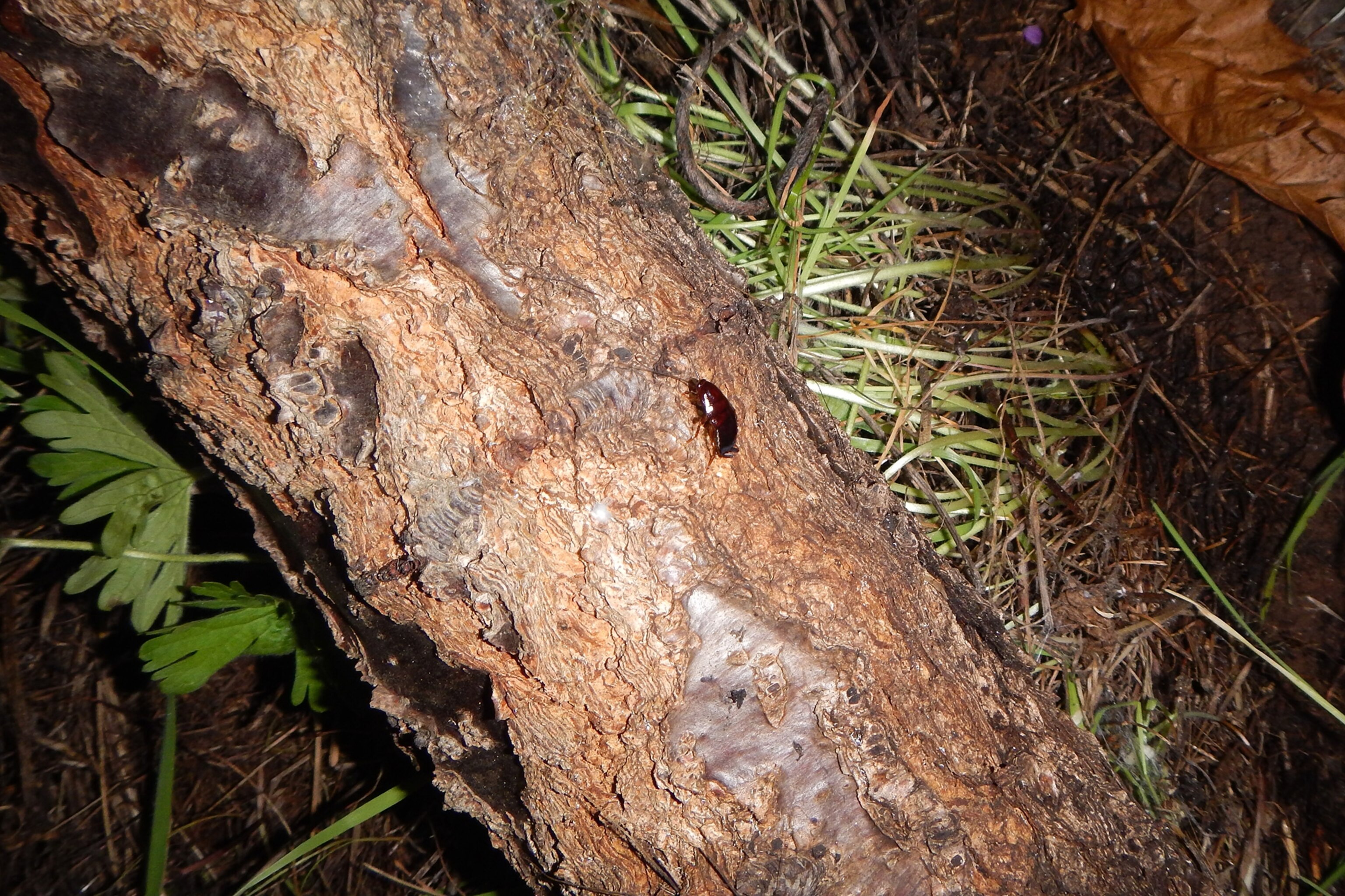 This Cockroach May Pollinate Flowers—Extremely Rare Find