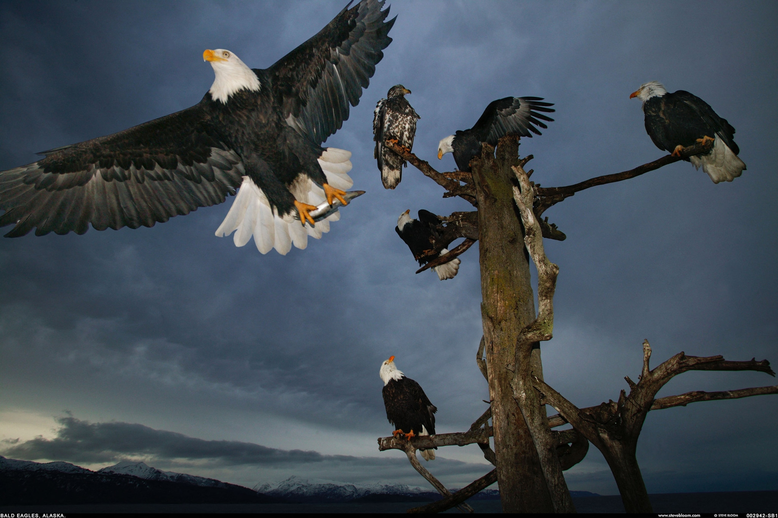 A group of bald eagles sits atop a tree with a dark moody sky behind. One takes off in flight off toward the left side of the frame.
