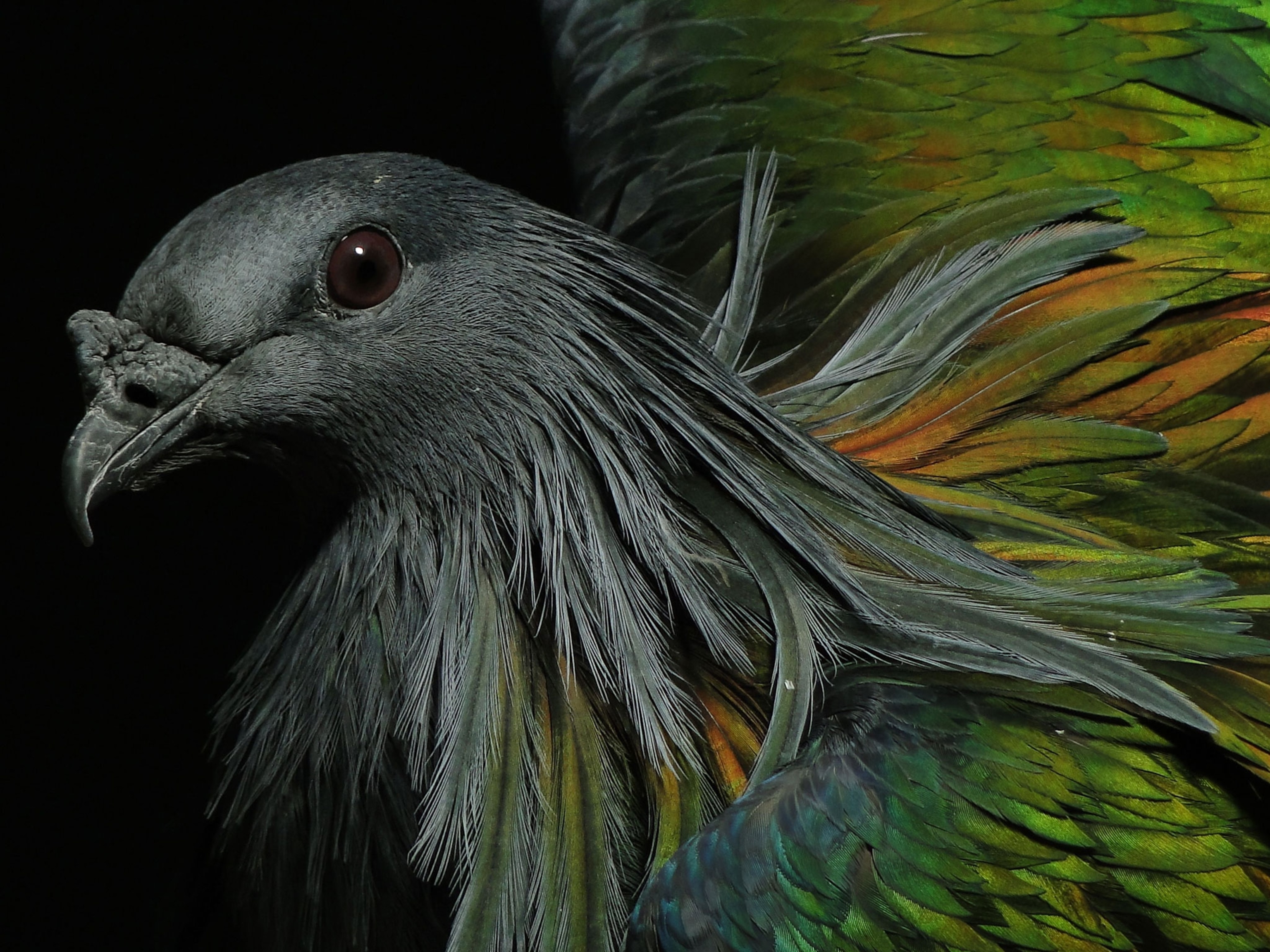 nicobar pigeon