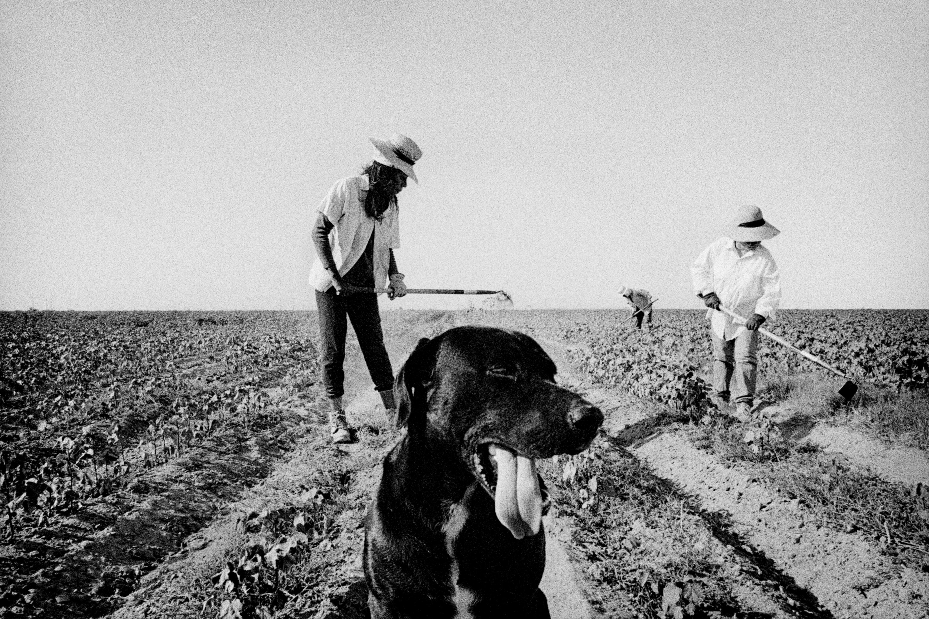 Sheep in melon field.  Firebaugh, California. 1995.