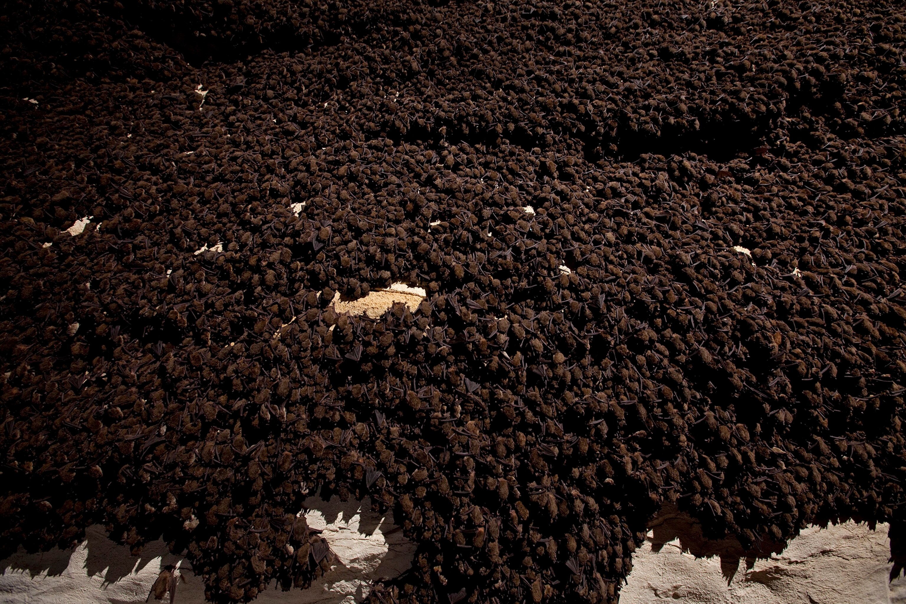 183,000 Grey bats cluster on the wall of Hubbard Cave, TN.