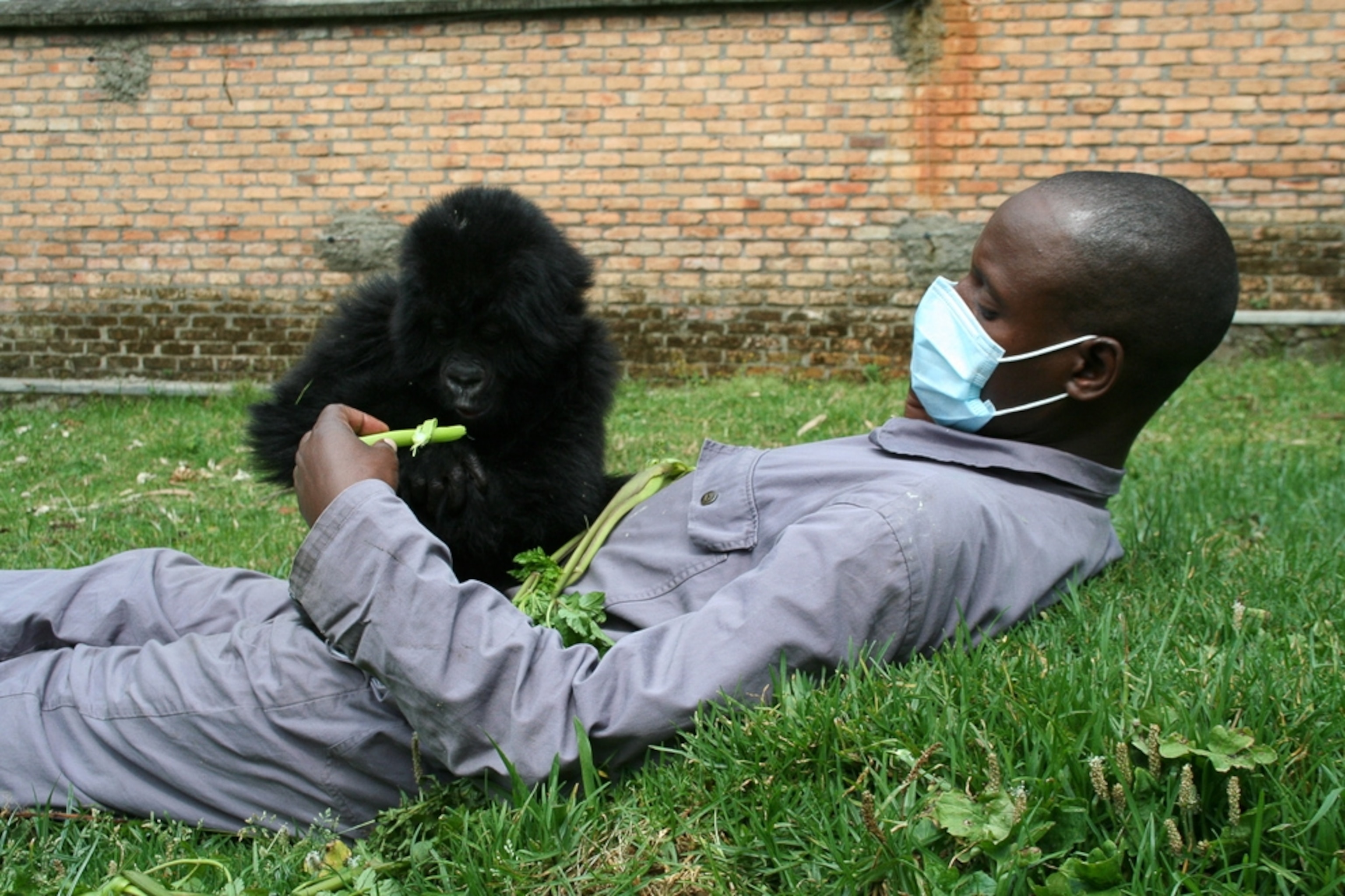 Baby gorilla picture: gorilla sitting on a worker's stomach