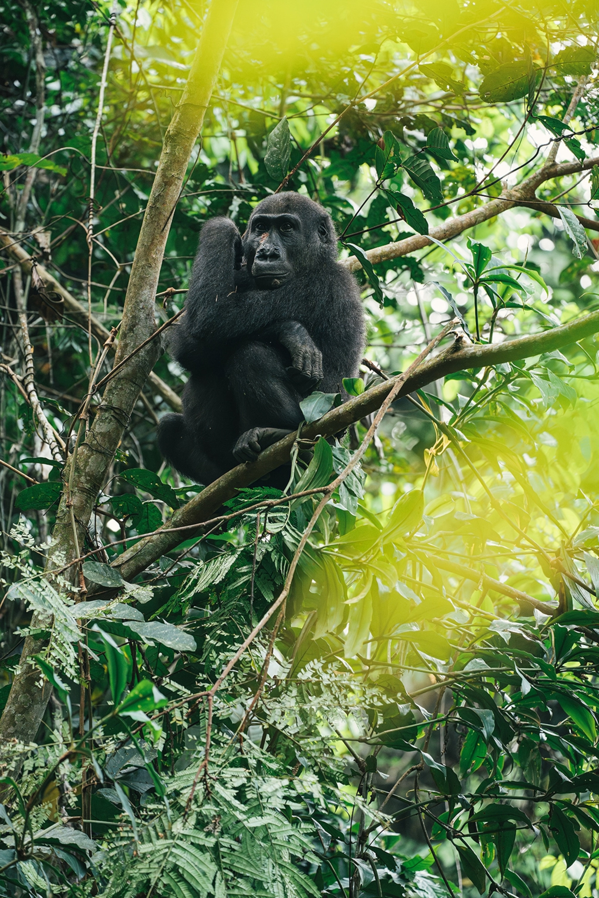 A small gorilla sitting on a branch high up in the crown of a tree.