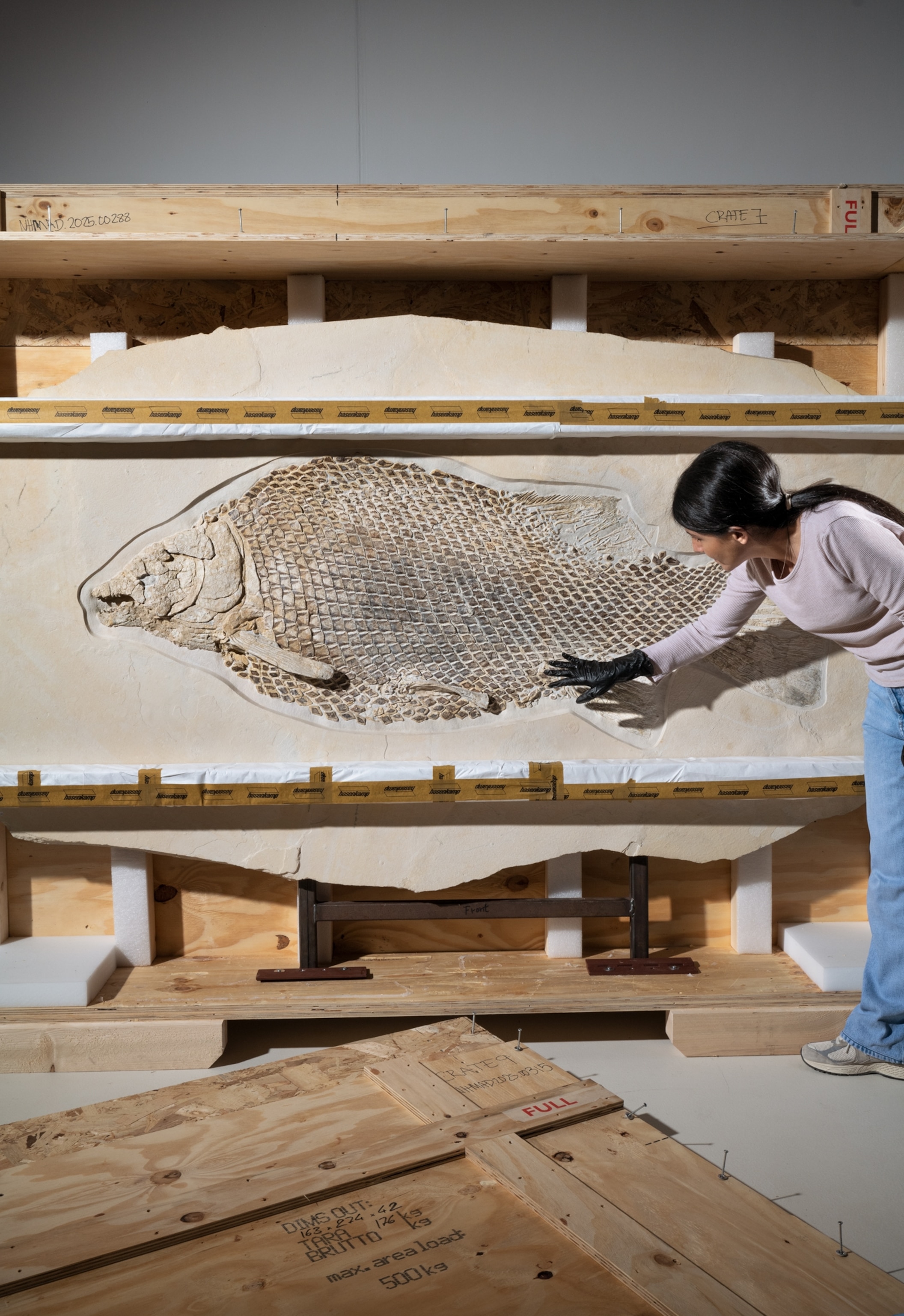 Large fossilized fish with visible details and scales in a transportation box.