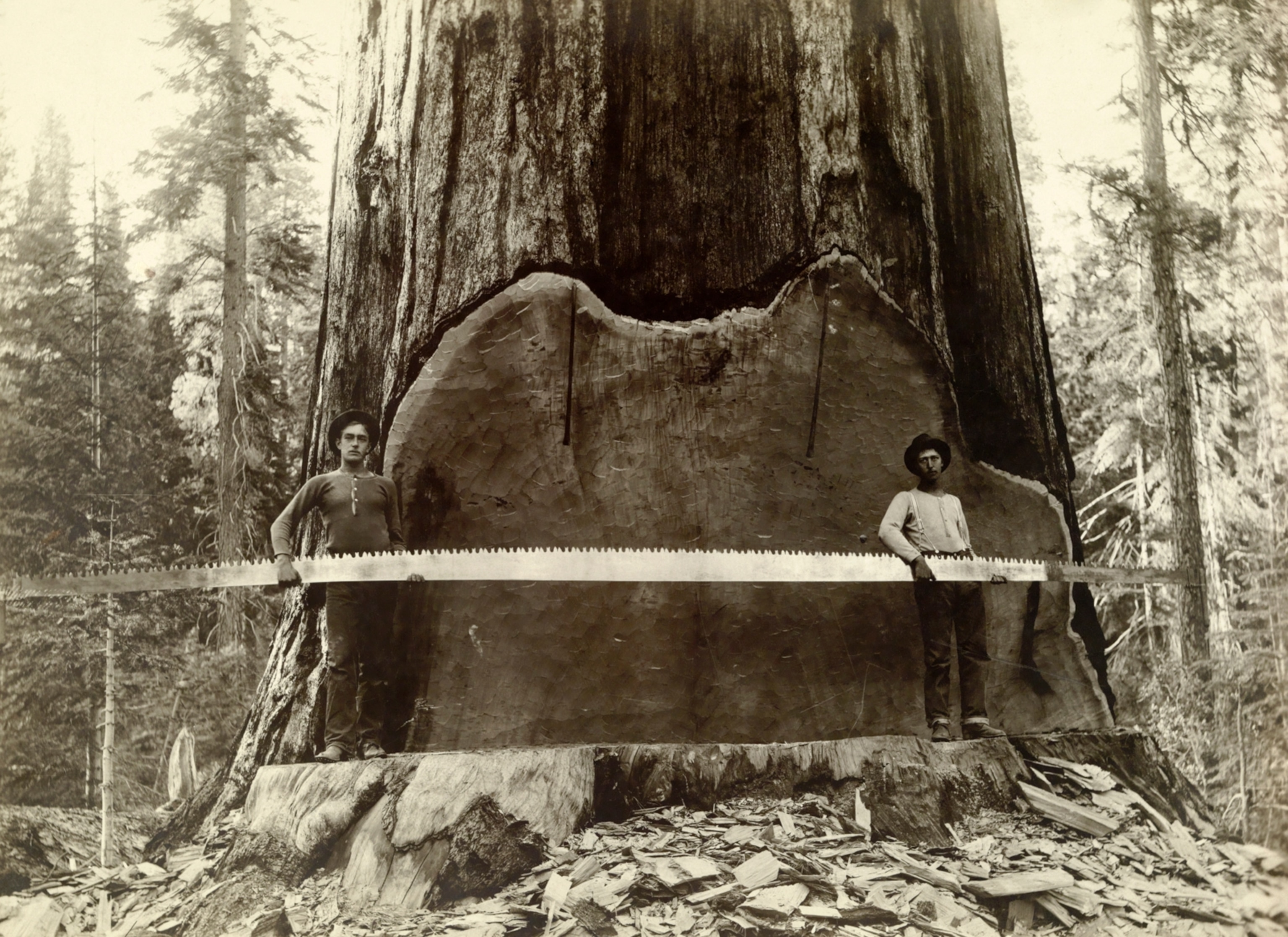 Loggers fell a giant sequoia in California in 1917—an example of the pain, sweat, and grit of workers who are recognized on the American holiday of Labor Day.