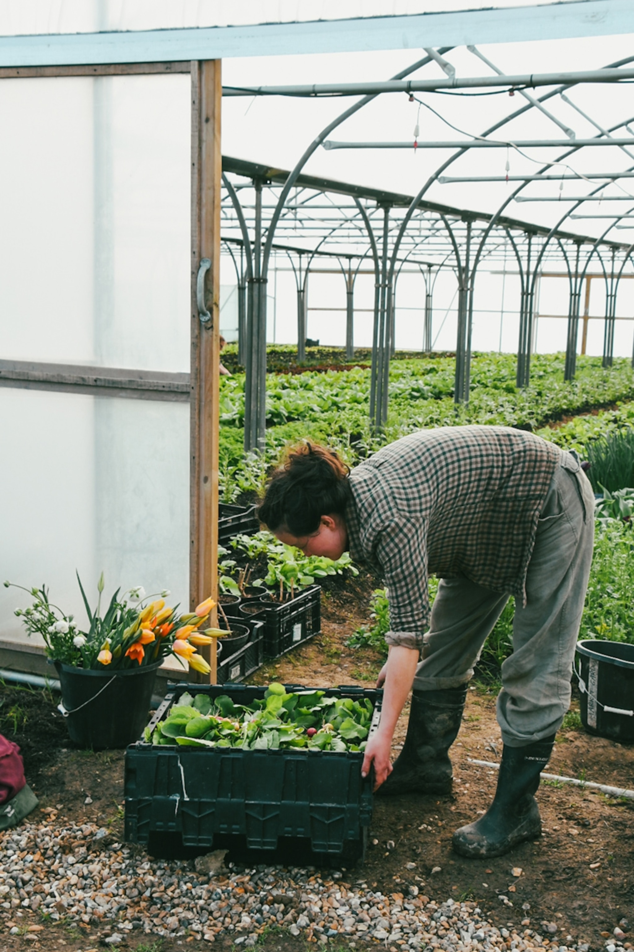 farmer tending to garden