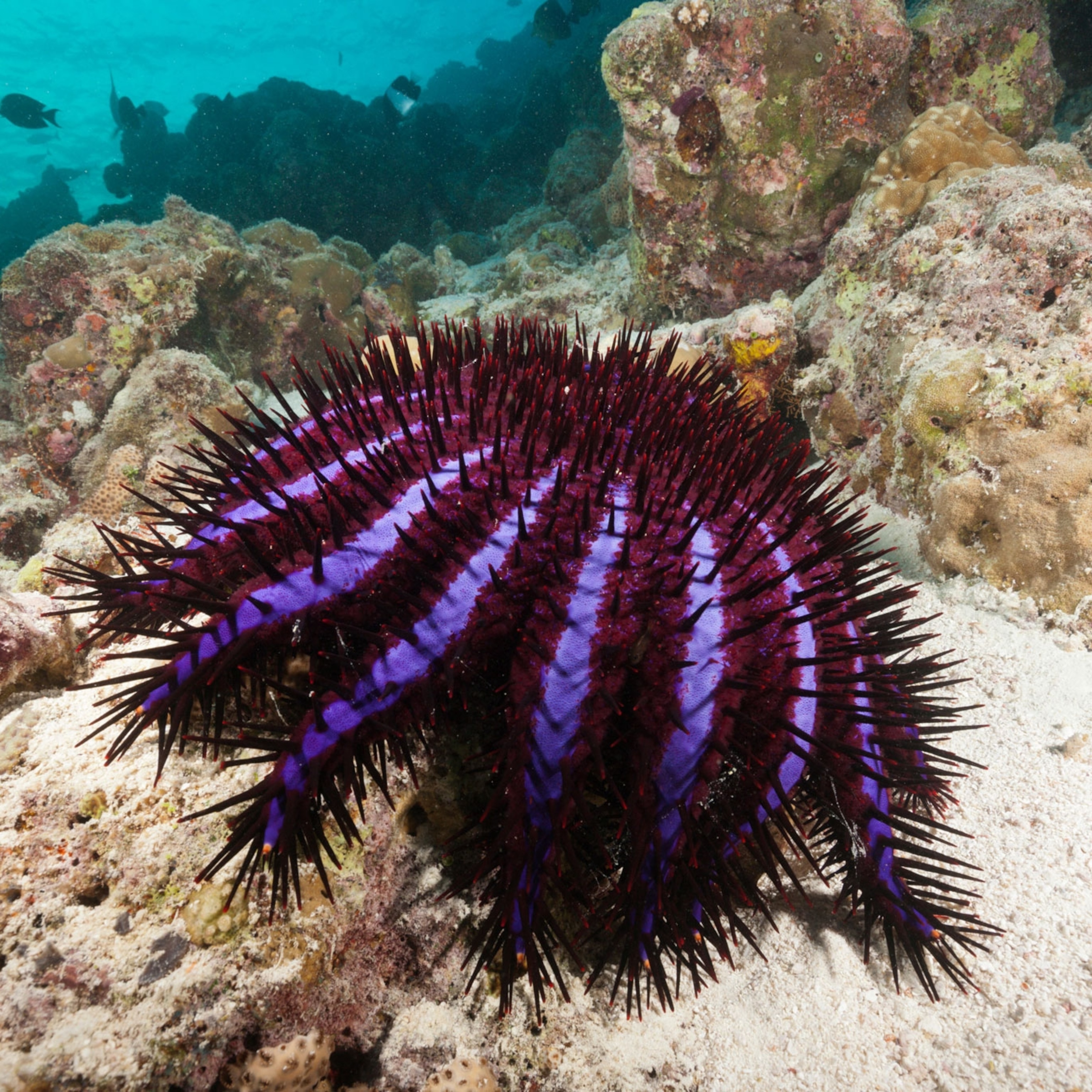 research articles about coral reefs