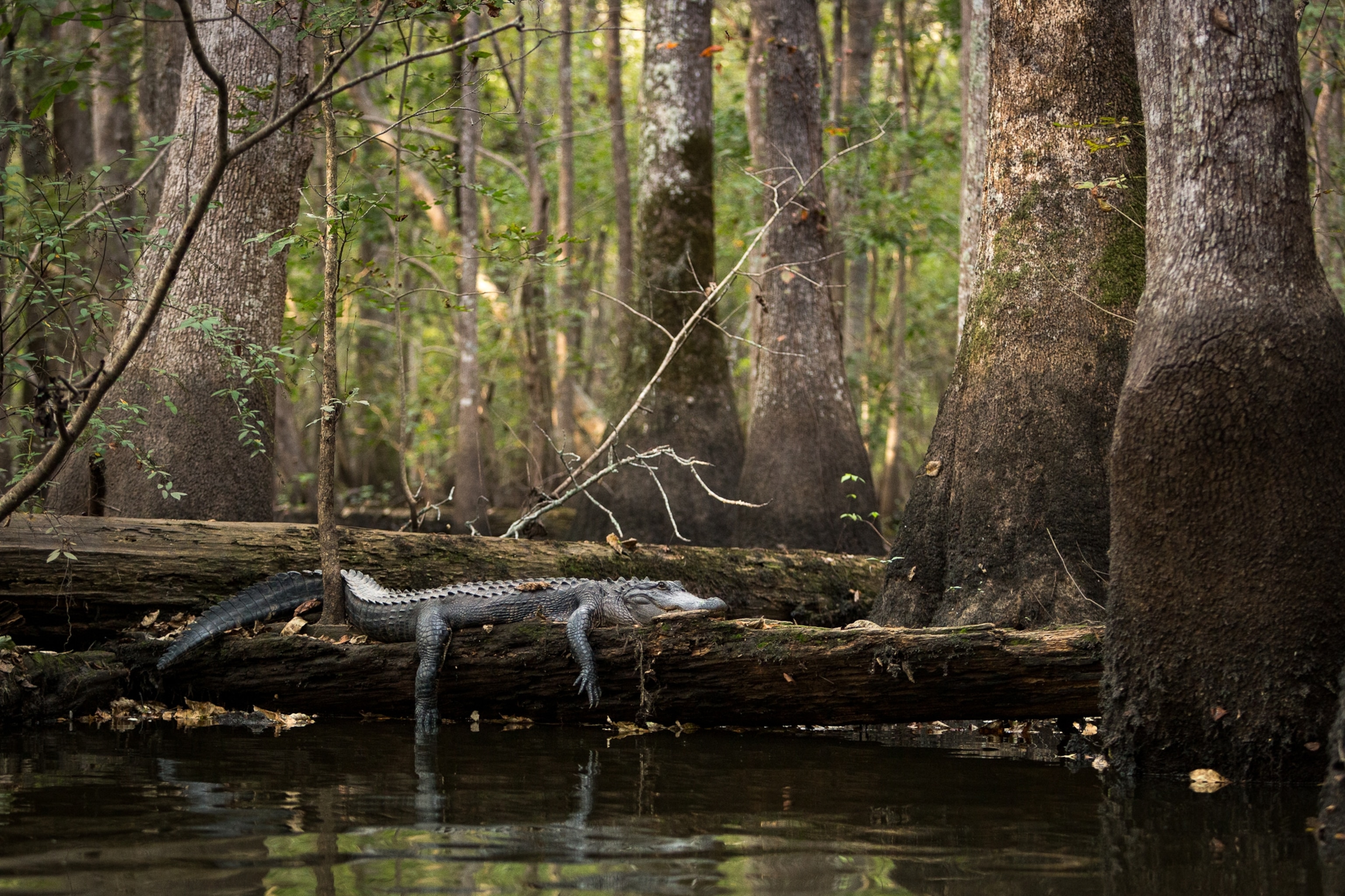 An American alligator sunbathes on a log, surrounded by water tupelo trees above and dark water below.