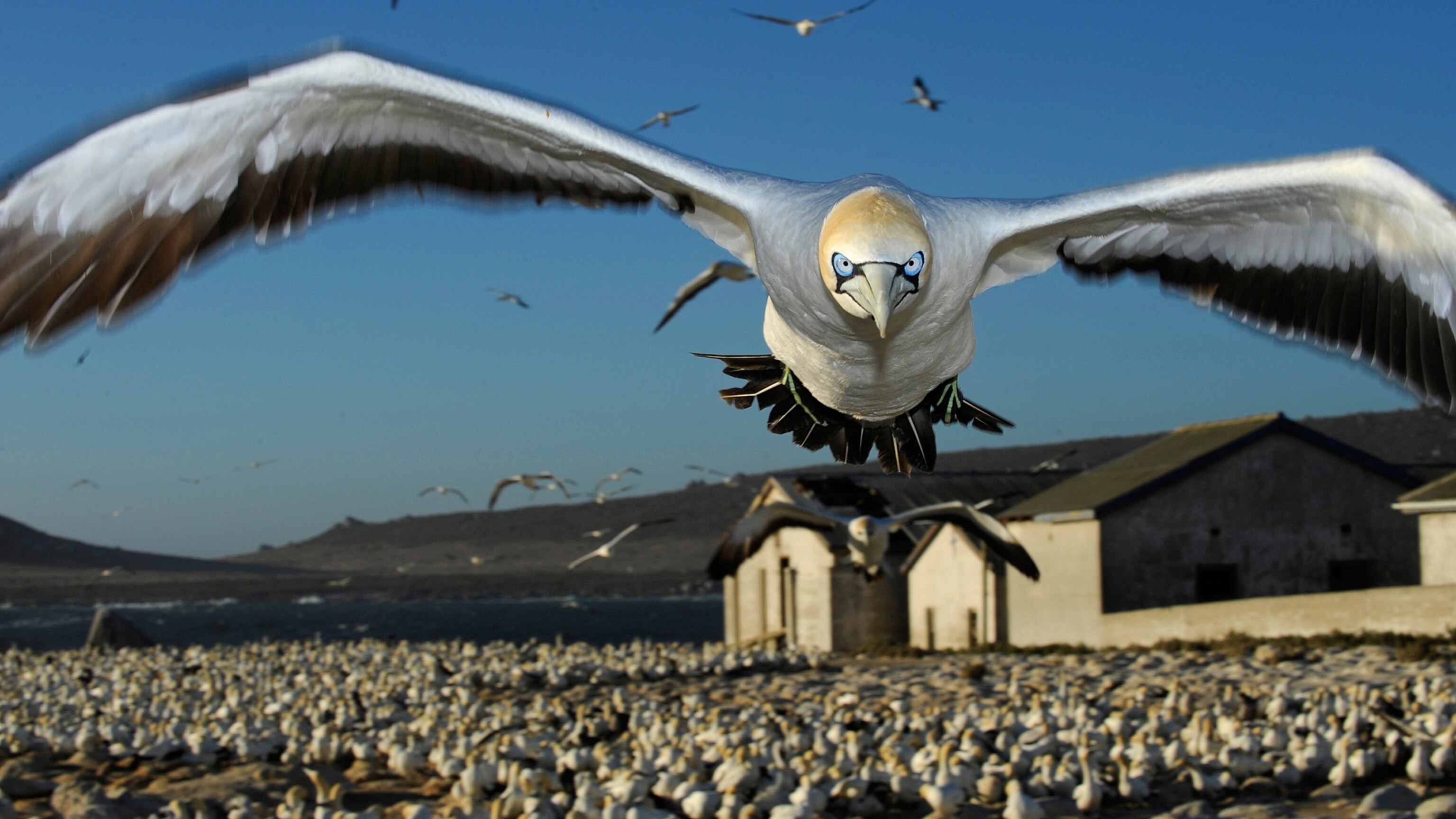 National Geographic Photographers' Favorite Wildlife