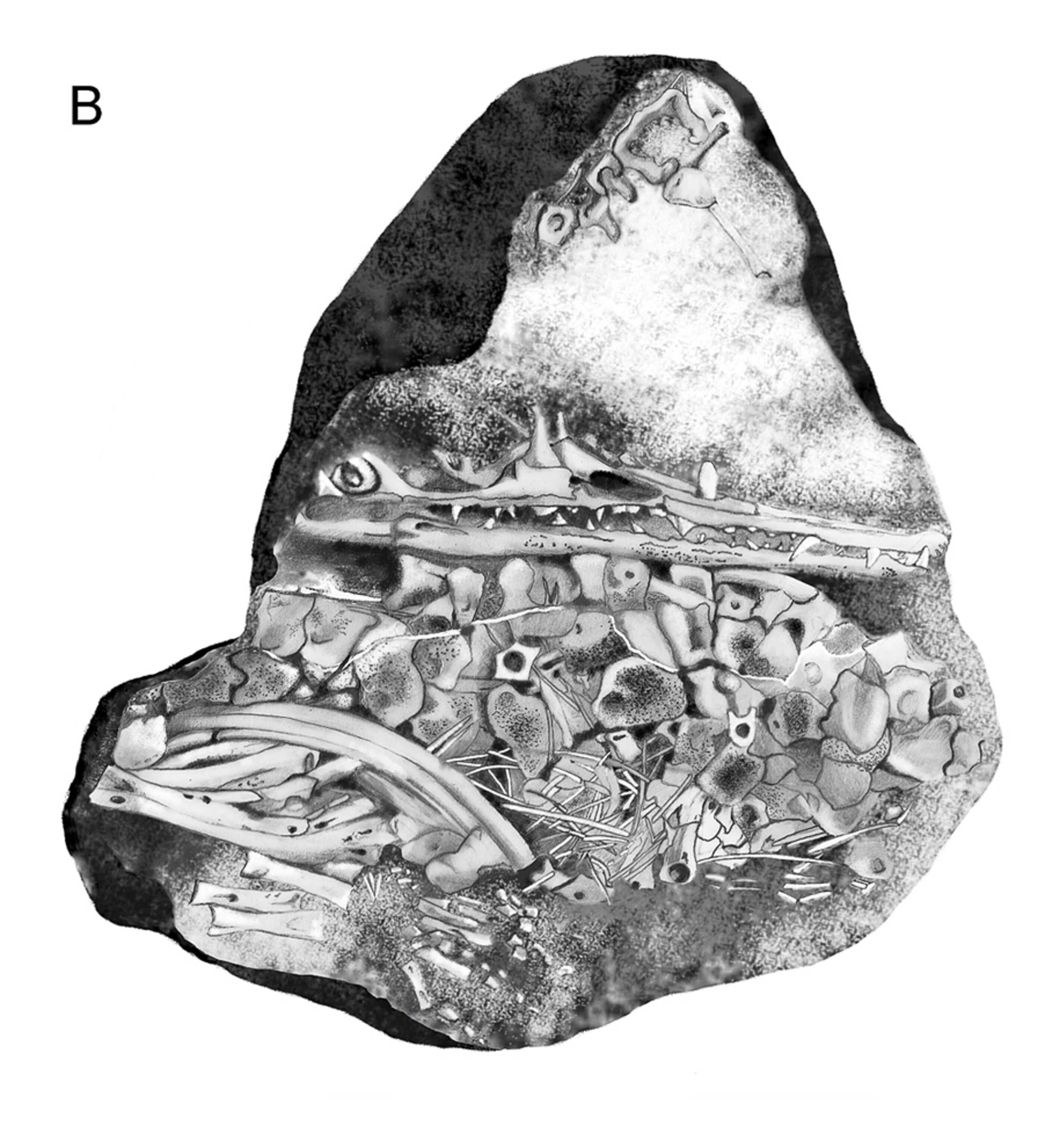 Oldest reptile embryo illustration