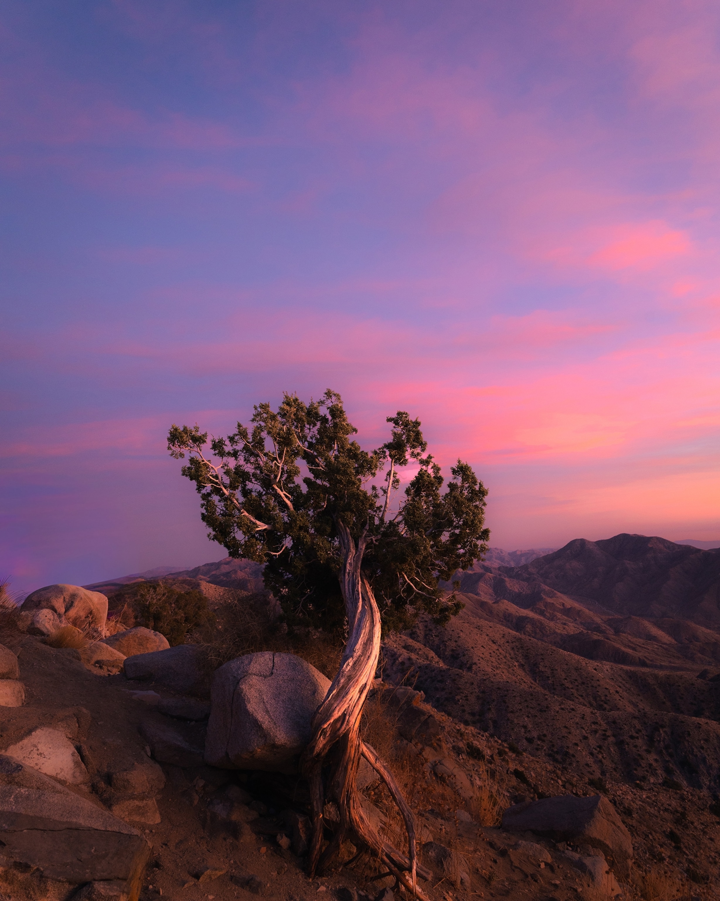 While watching the sun go down behind the Coachella Valley from Keys View, in California’s Joshua Tree National Park, the whole landscape turned into a painting filled with the most surreal colors I’ve ever seen. I turned around to look at the Juniper Flats and San Bernardino Mountains and that’s when I saw it: this twisted tree with its roots almost lifting out of the ground was standing there alone in a way that made the whole scene impossible to forget, reminding us in its own way that no matter what, there's always beauty everywhere.