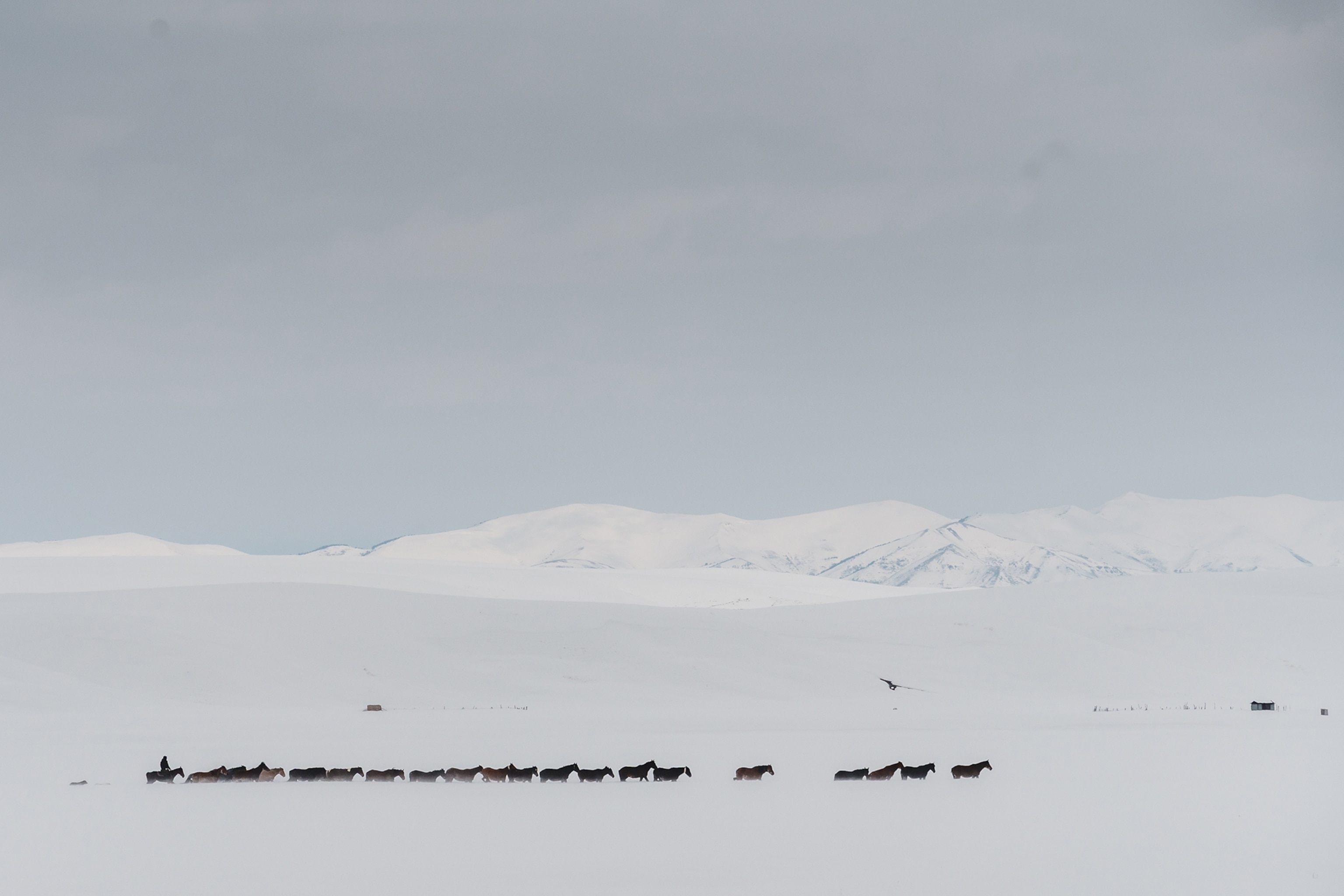 A barren, snowed-in landscape with a pack of horses making their way across.