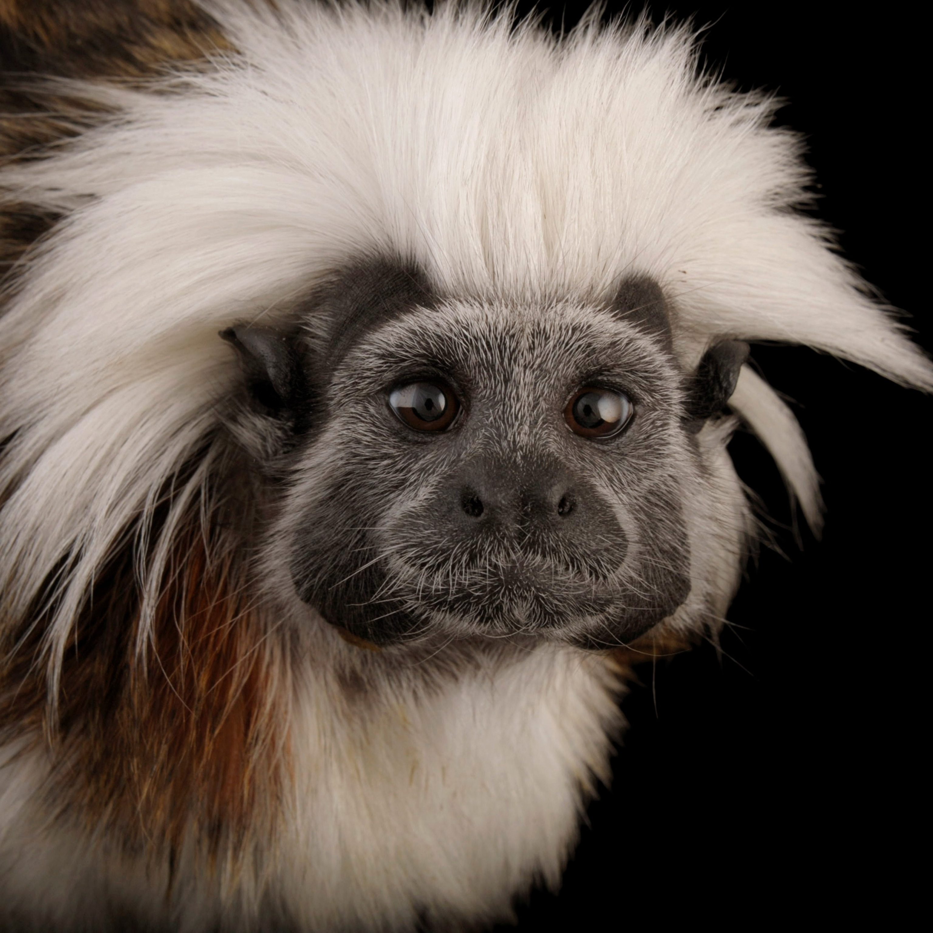 Cotton-top tamarin - Wikipedia