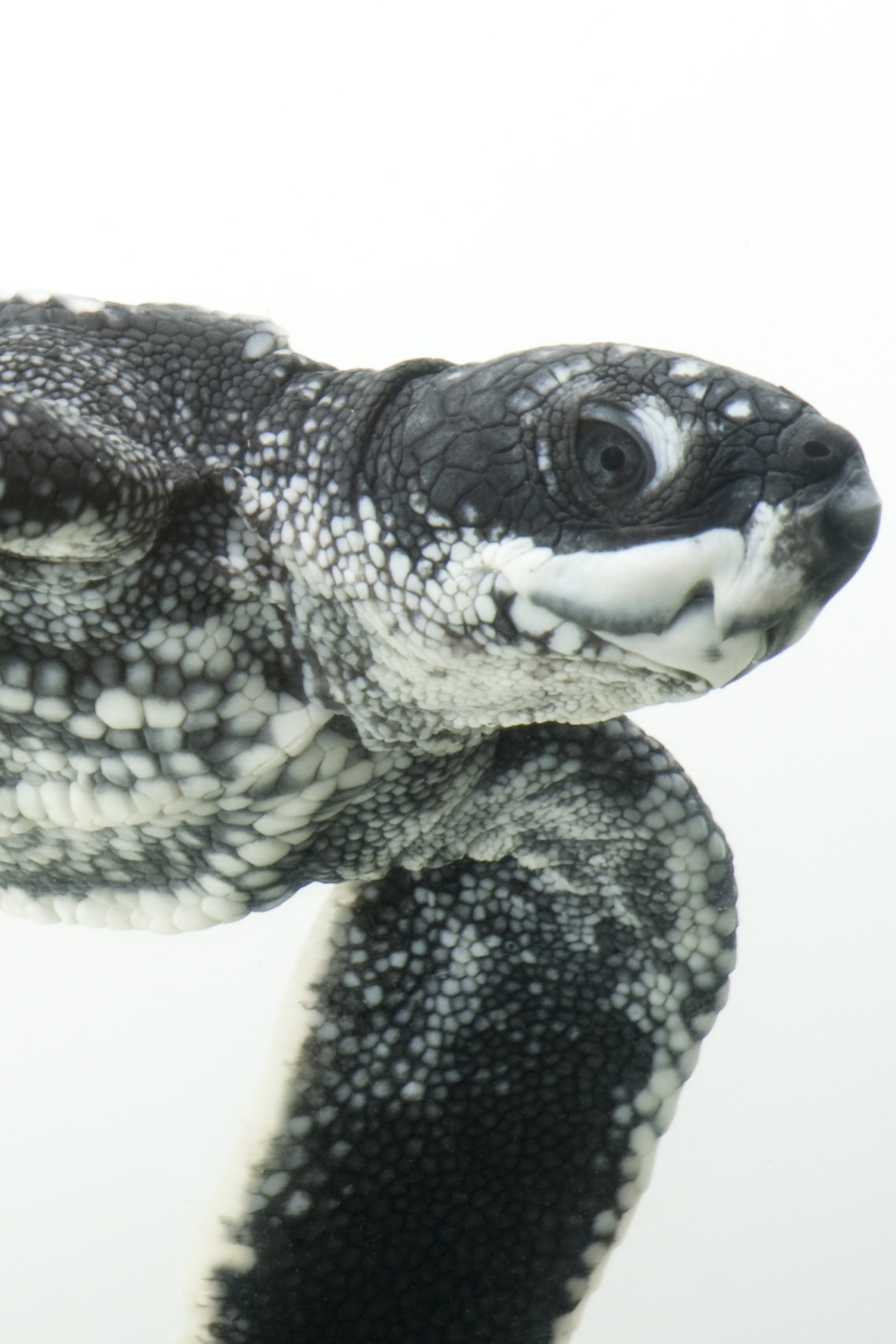 Leatherback Sea Turtle National Geographic