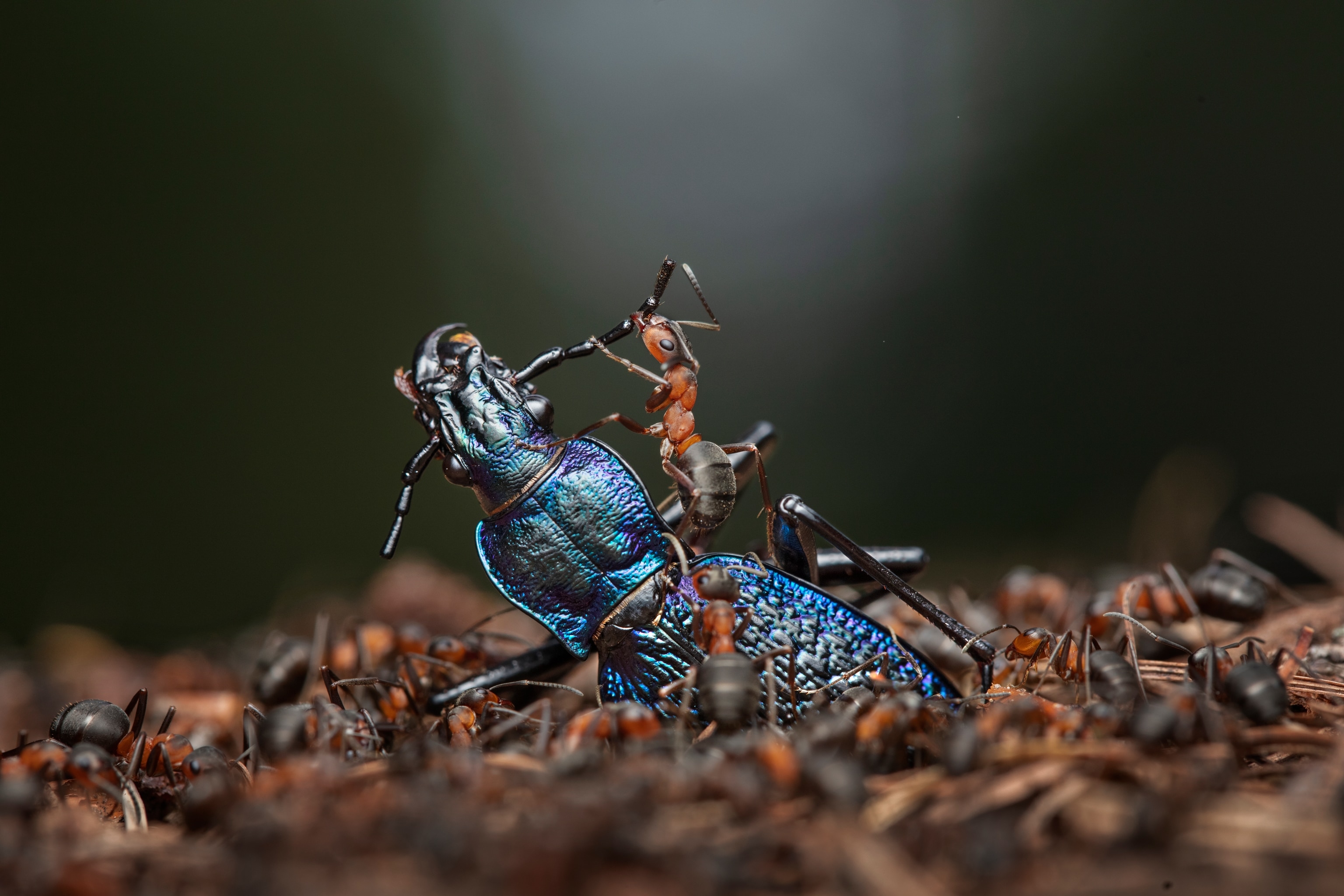While red wood ants prey on insects, including other ant species, they also scavenge for food. In this photo from Hessen, Germany, workers band together to dismember a blue ground beetle, a source of protein, with one ant using its sharp pair of jaws, called mandibles, to break apart an antenna. The red wood ant is the smallest known keystone species, which is an animal that holds the ecosystem together.