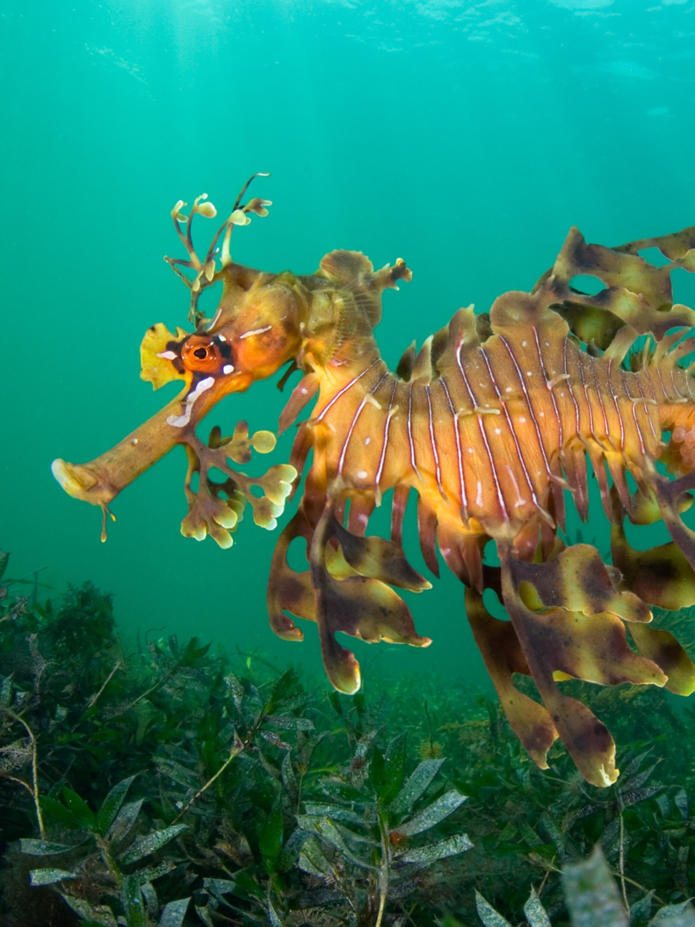 These animals have some of the most surprising mating and parenting habits These animals have some of the most surprising mating and parenting habits