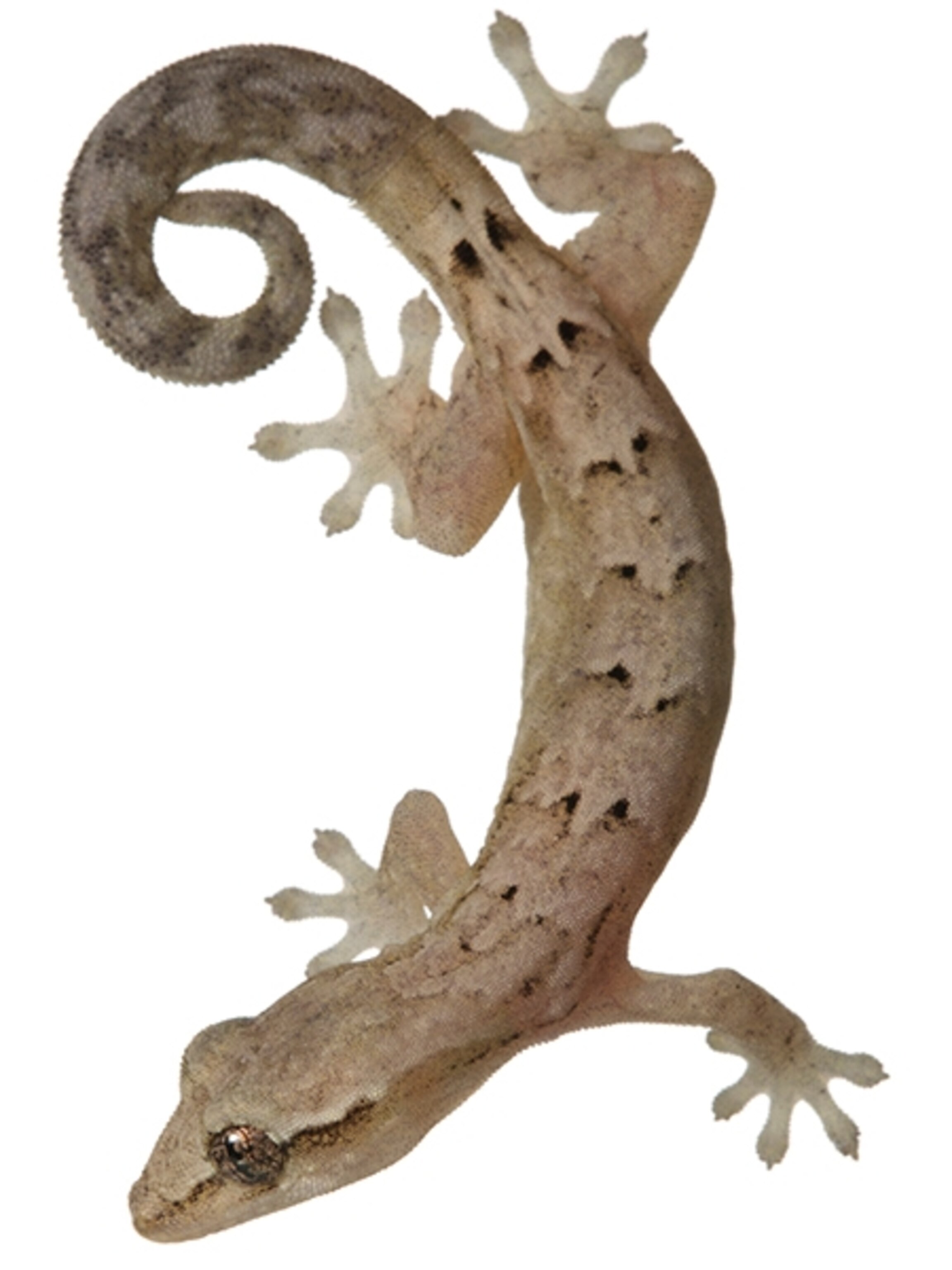 Common Name: mourning gecko, Scientific Name: Lepidodactylus lugubris,