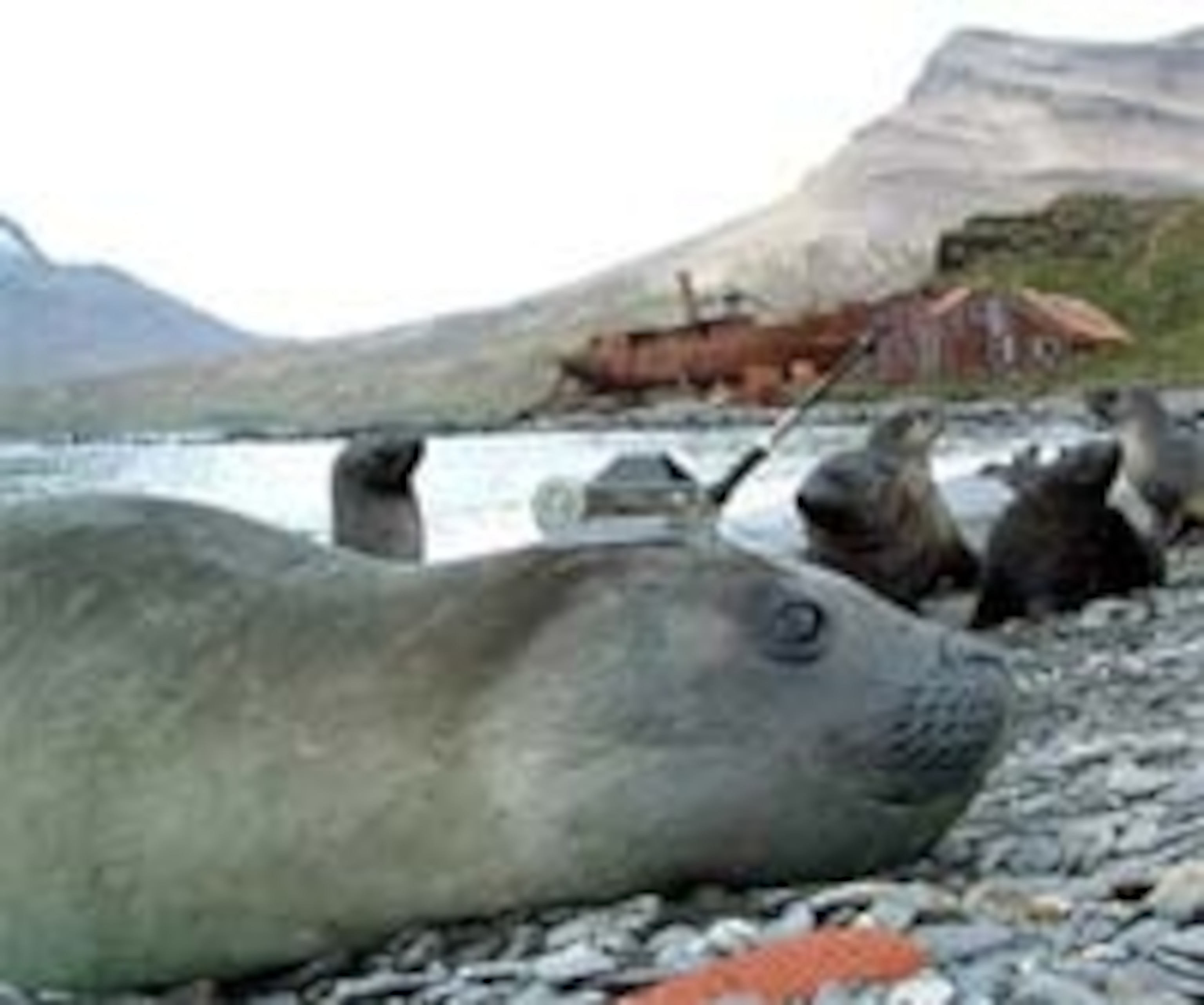 Elephant-seal-recorder.jpg