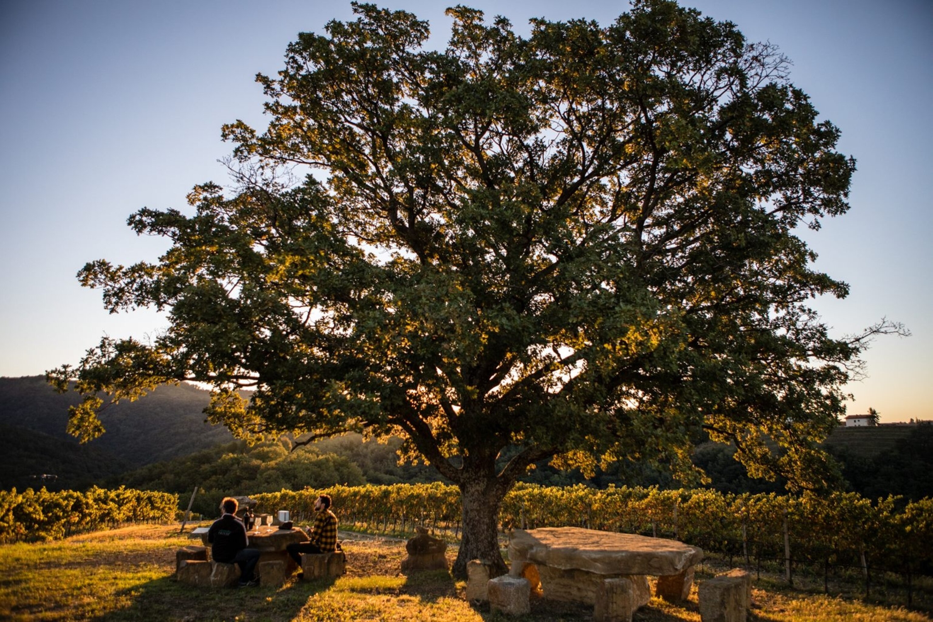 Golden hour Earth tree Slovenia