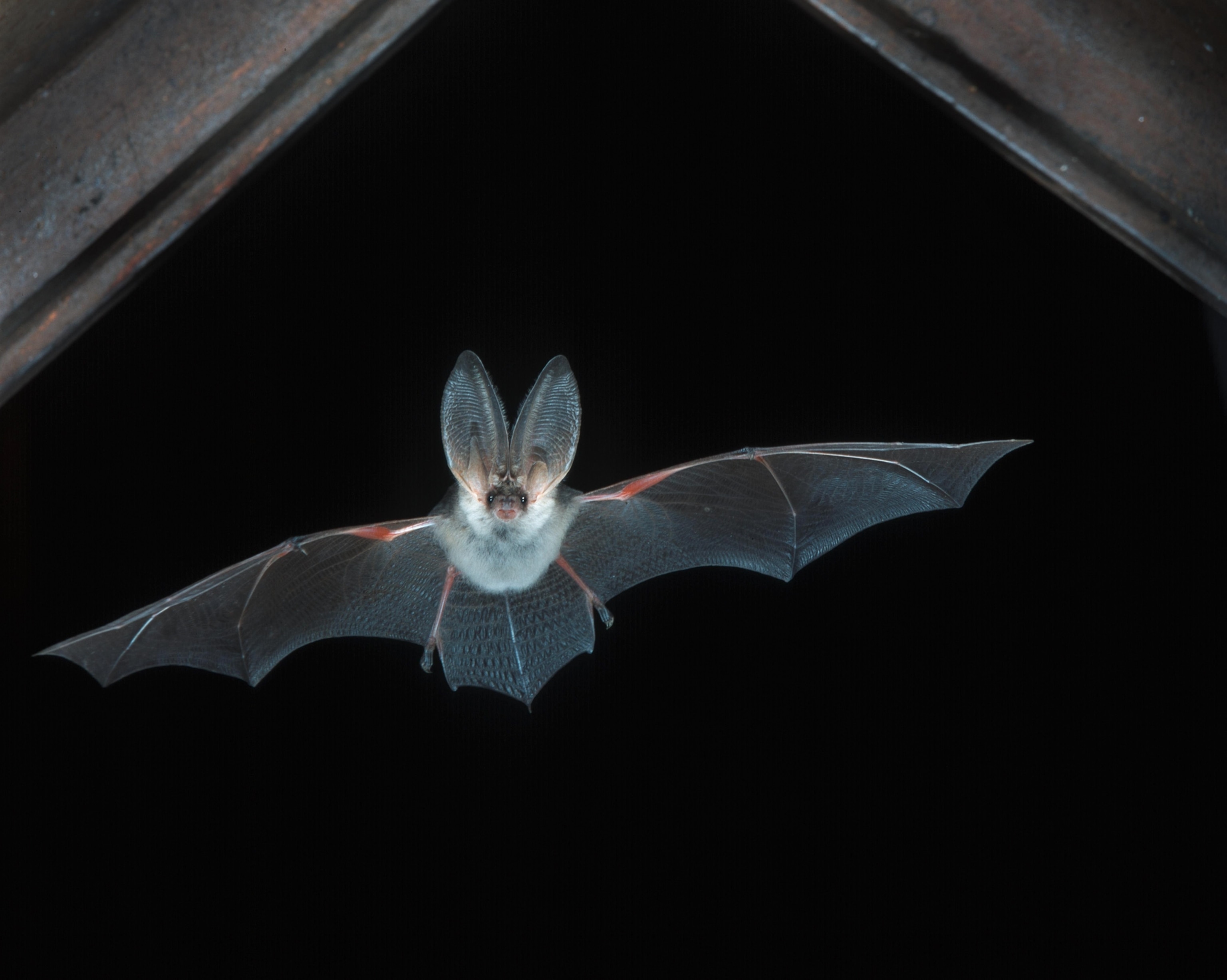 a grey long-eared bat (Plecotus austriacus), flying, Austria, Kaernten