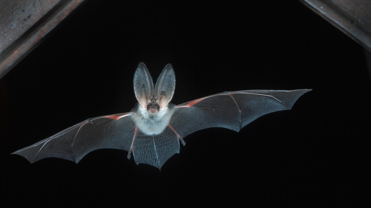 Good News for Bats? Species Bouncing Back in Europe