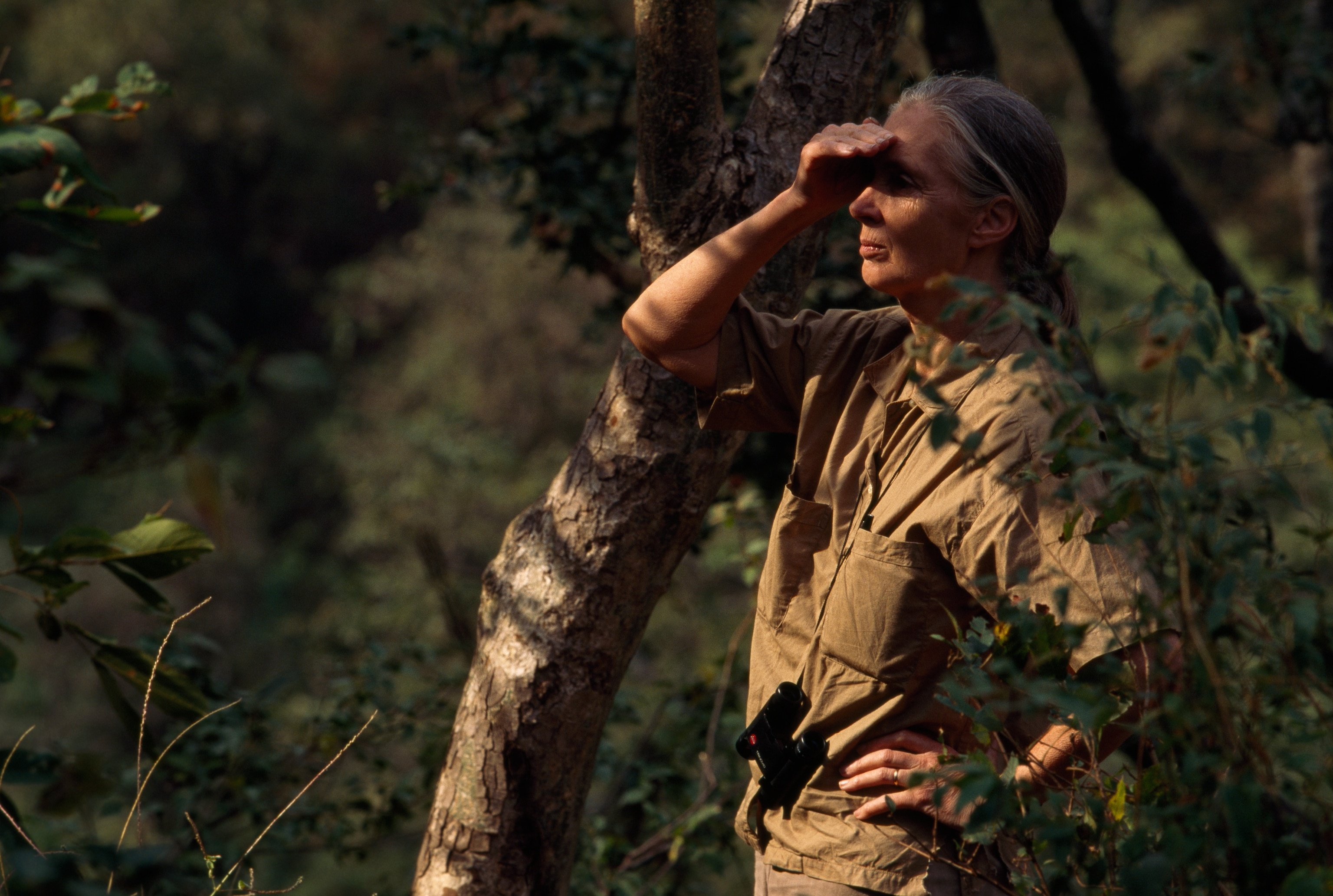 Jane Goodall studied the chimpanzees of Gombe starting in 1960, making hers the longest field study ever of a group of animals.