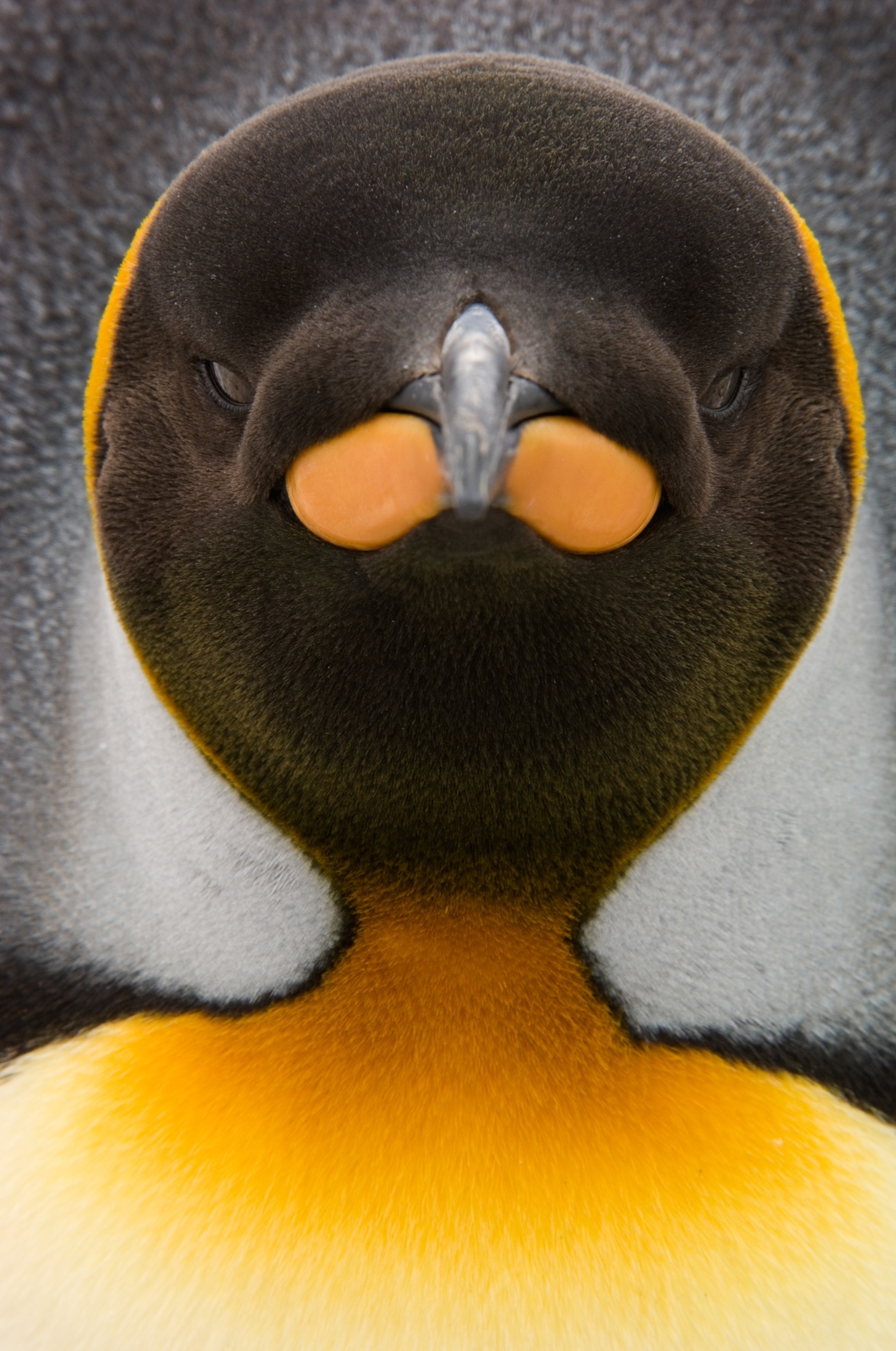 a king penguin's face