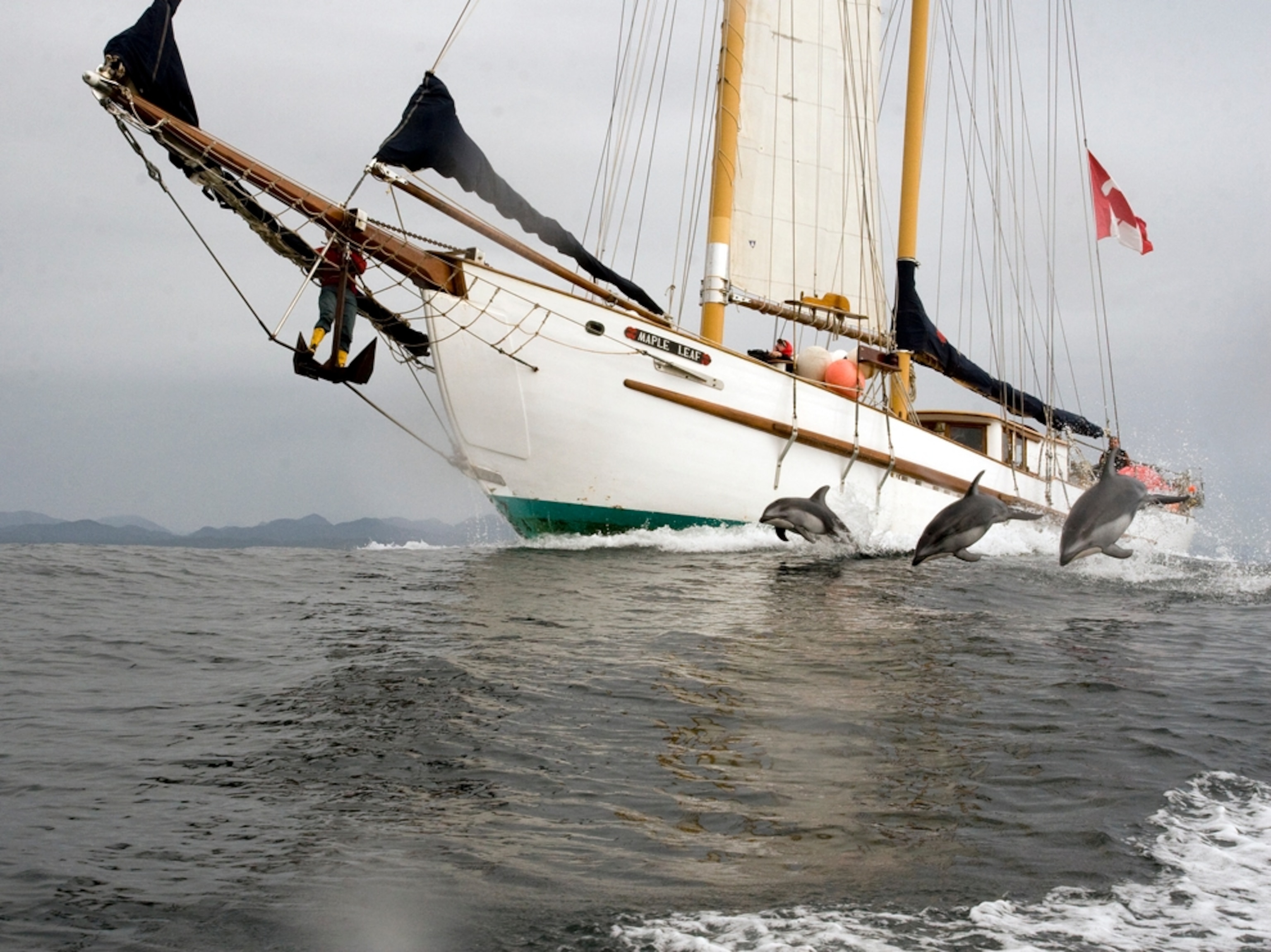 Dolphins swimming next to a sailboat