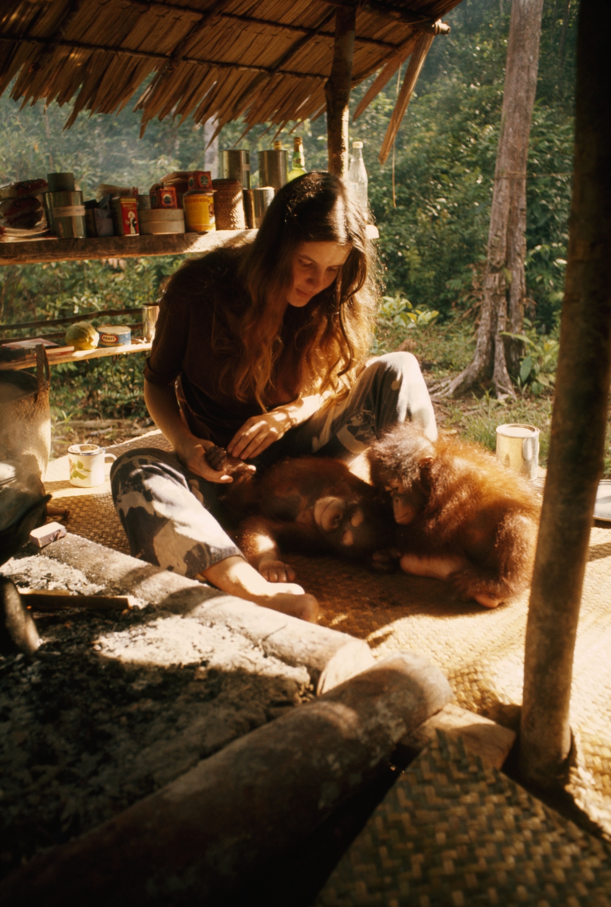 A person sits on a woven mat in a rustic shelter, gently interacting with two small orangutans