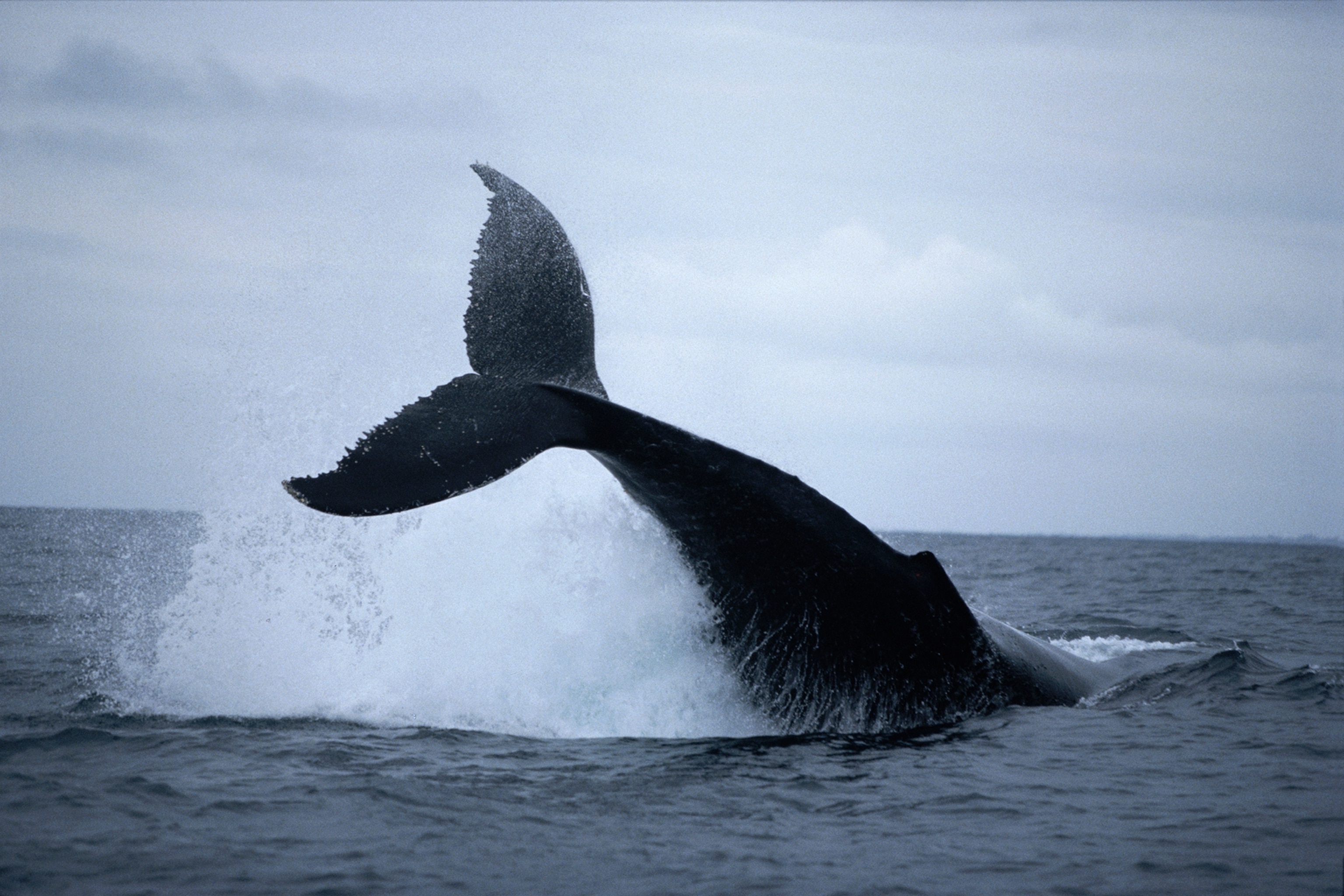 A breaching humpback whale in Loango National Park, Gabon, Africa.