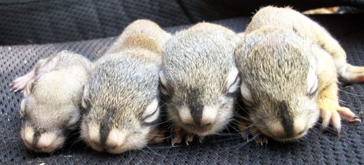 Red squirrels Give Birth to FastGrowers If They Hear Crowds