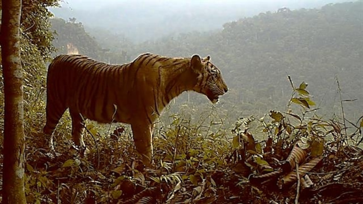 Extremely Endangered Tiger Losing Habitat—and Fast