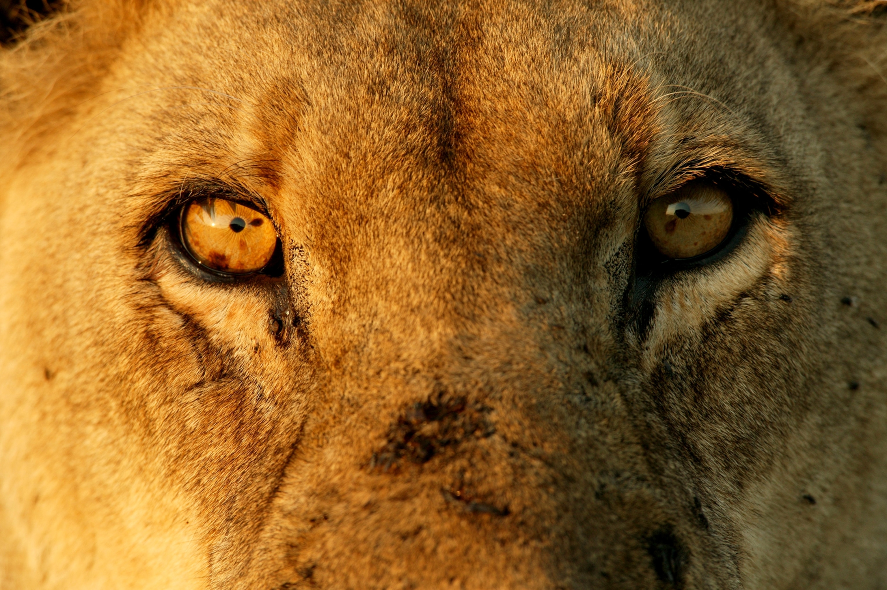 A close up photo of eyes and wounds on a male African lion's face