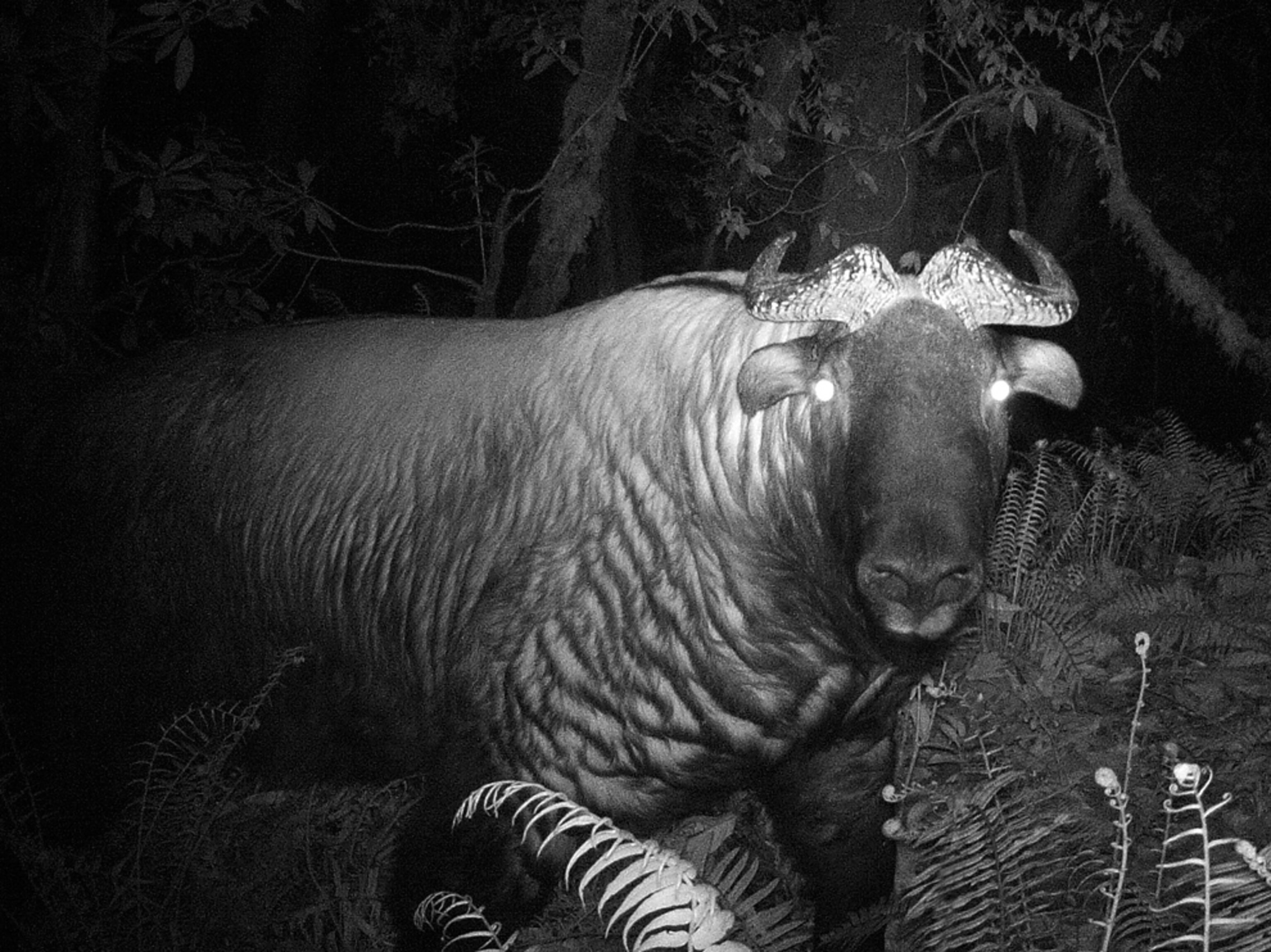 Takin picture: elusive species spotted in Myanmar