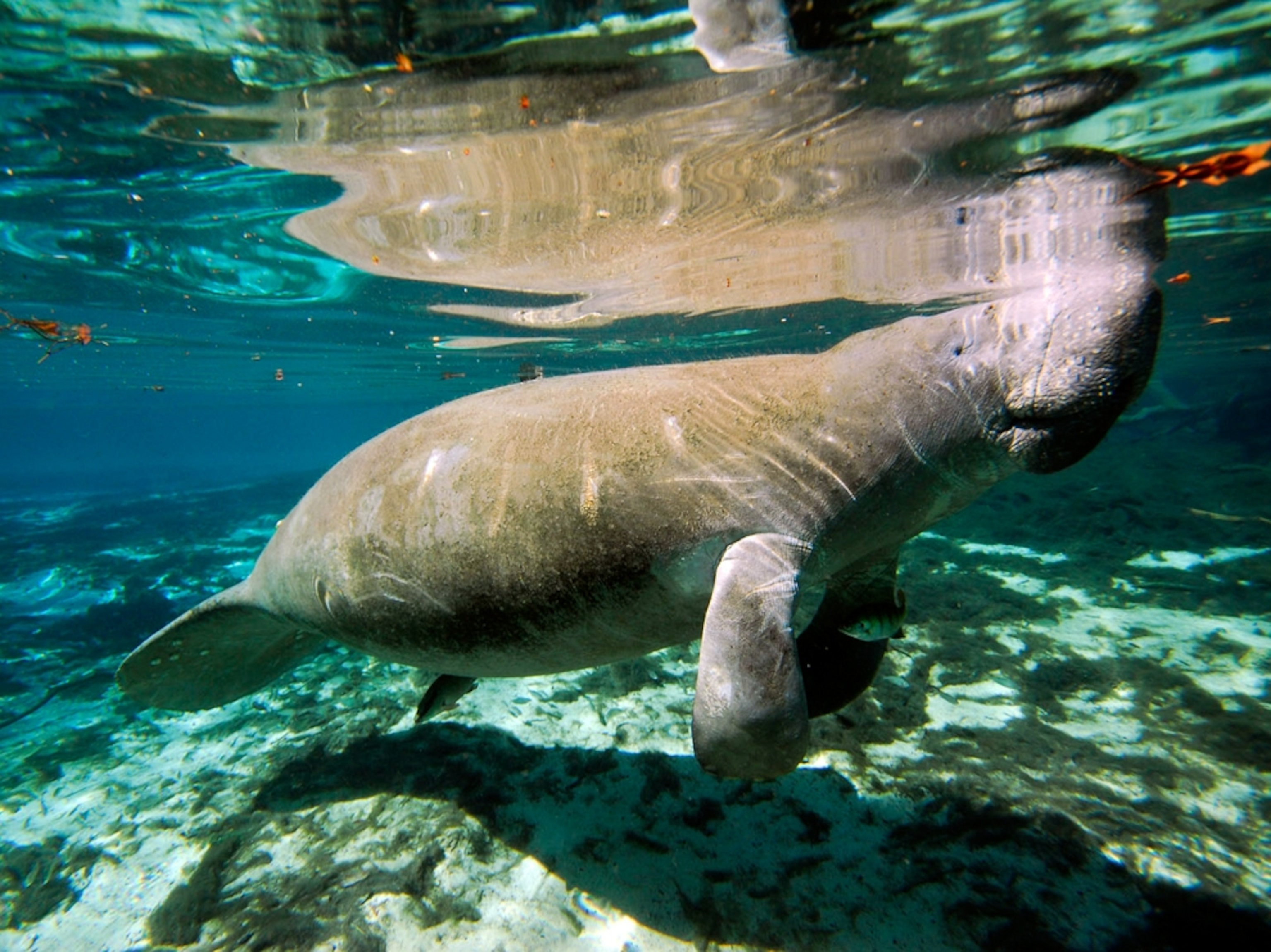 Manatee, Crystal River, Florida