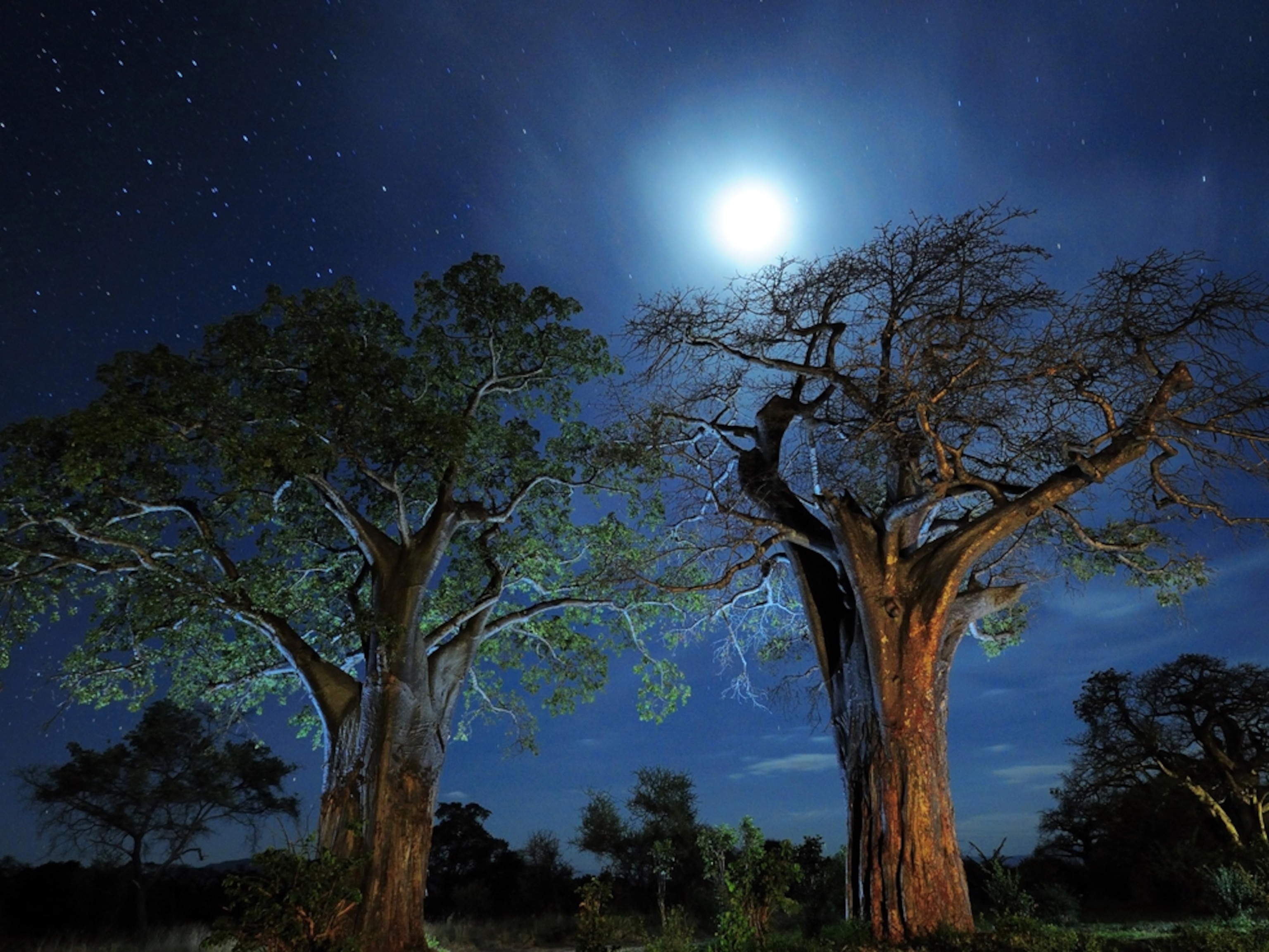 Trees silhouetted by night sky