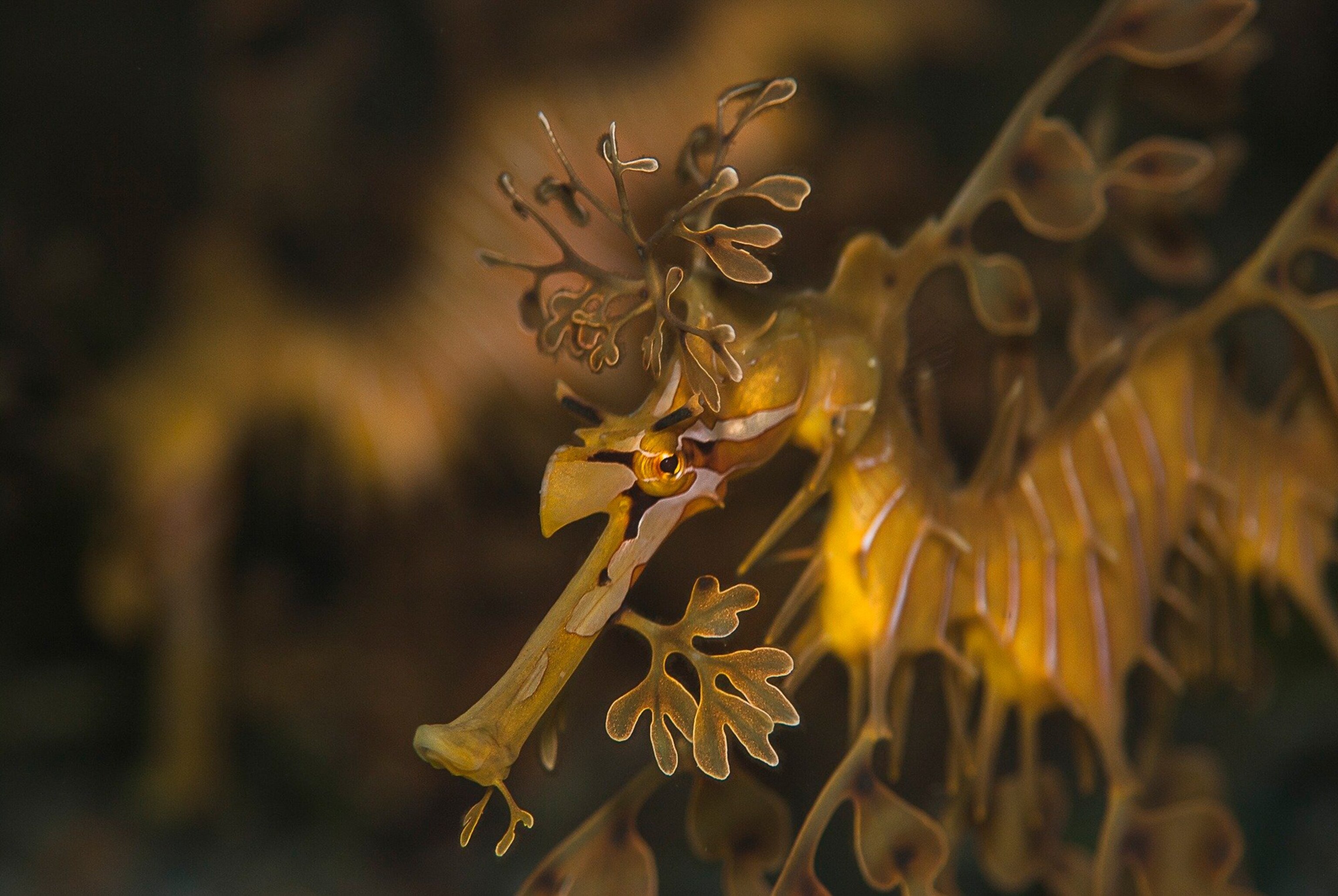 A leafy sea dragon