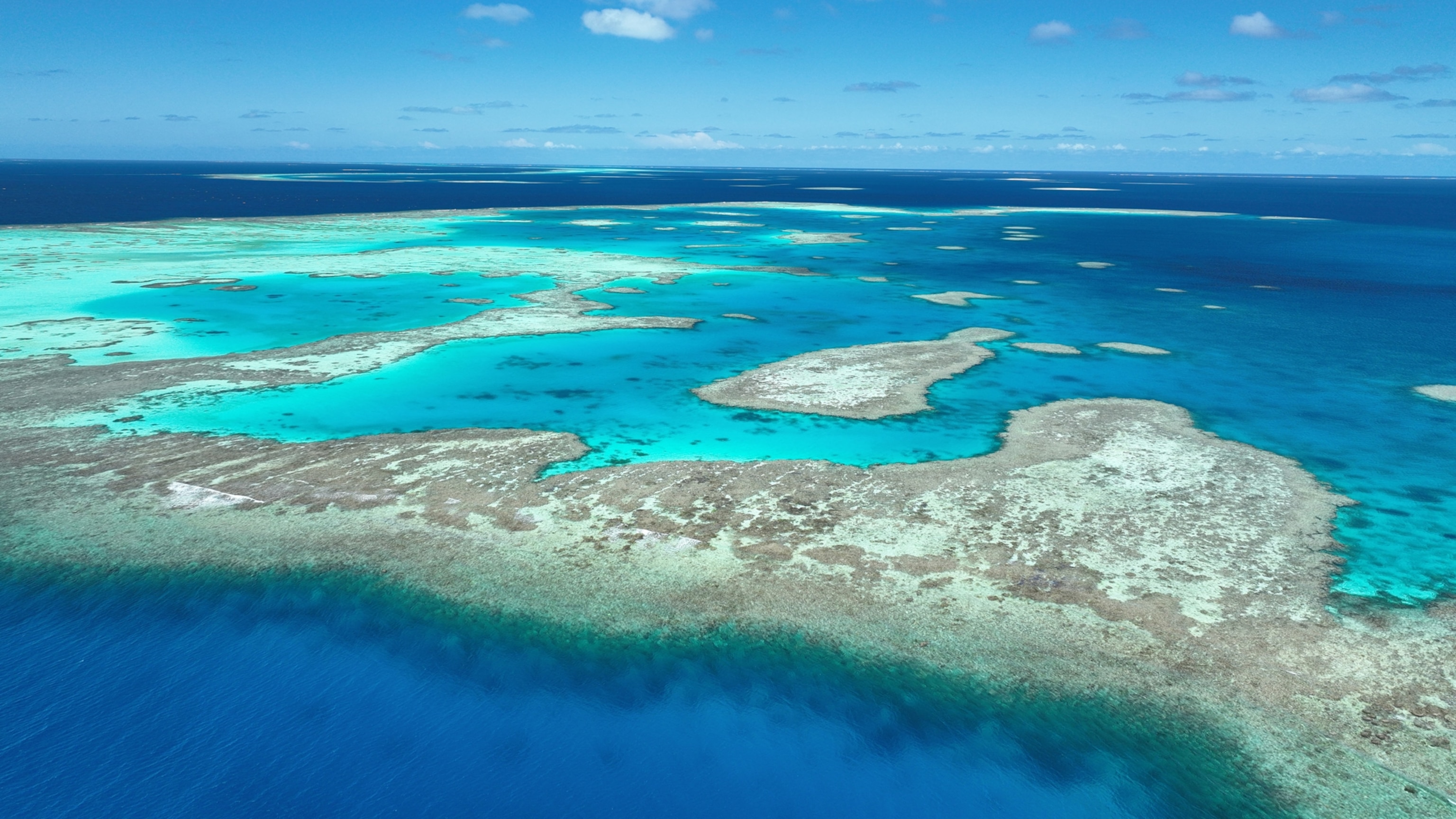 A remote Pacific island is attracting supersized sharks. Scientists want to know why.