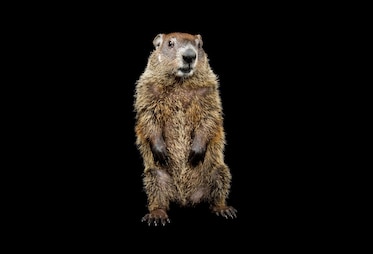 A groundhog, Marmota monax.