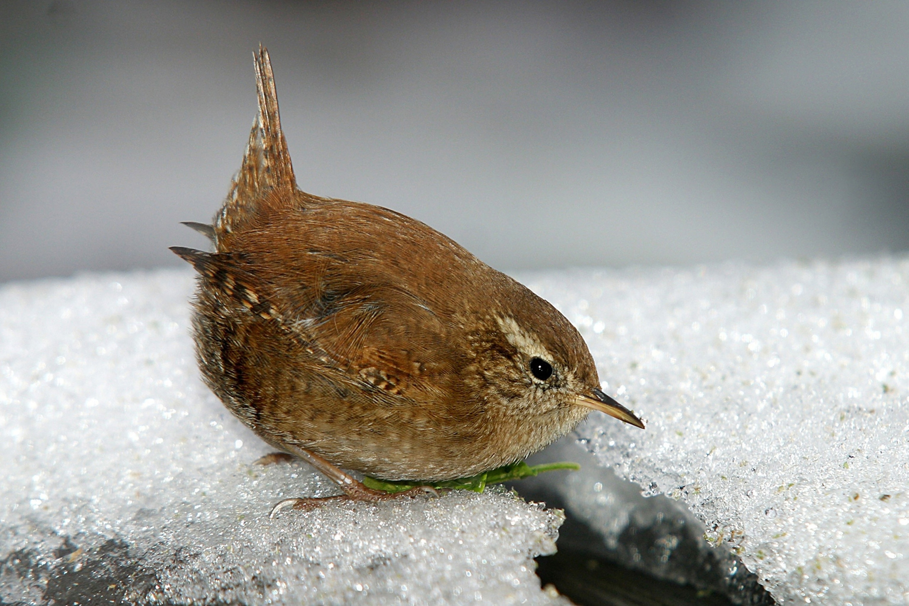 Two juvenile Bald Eagles during a light snow seem to be taking turns eating the remains fish after the adult birds all left.