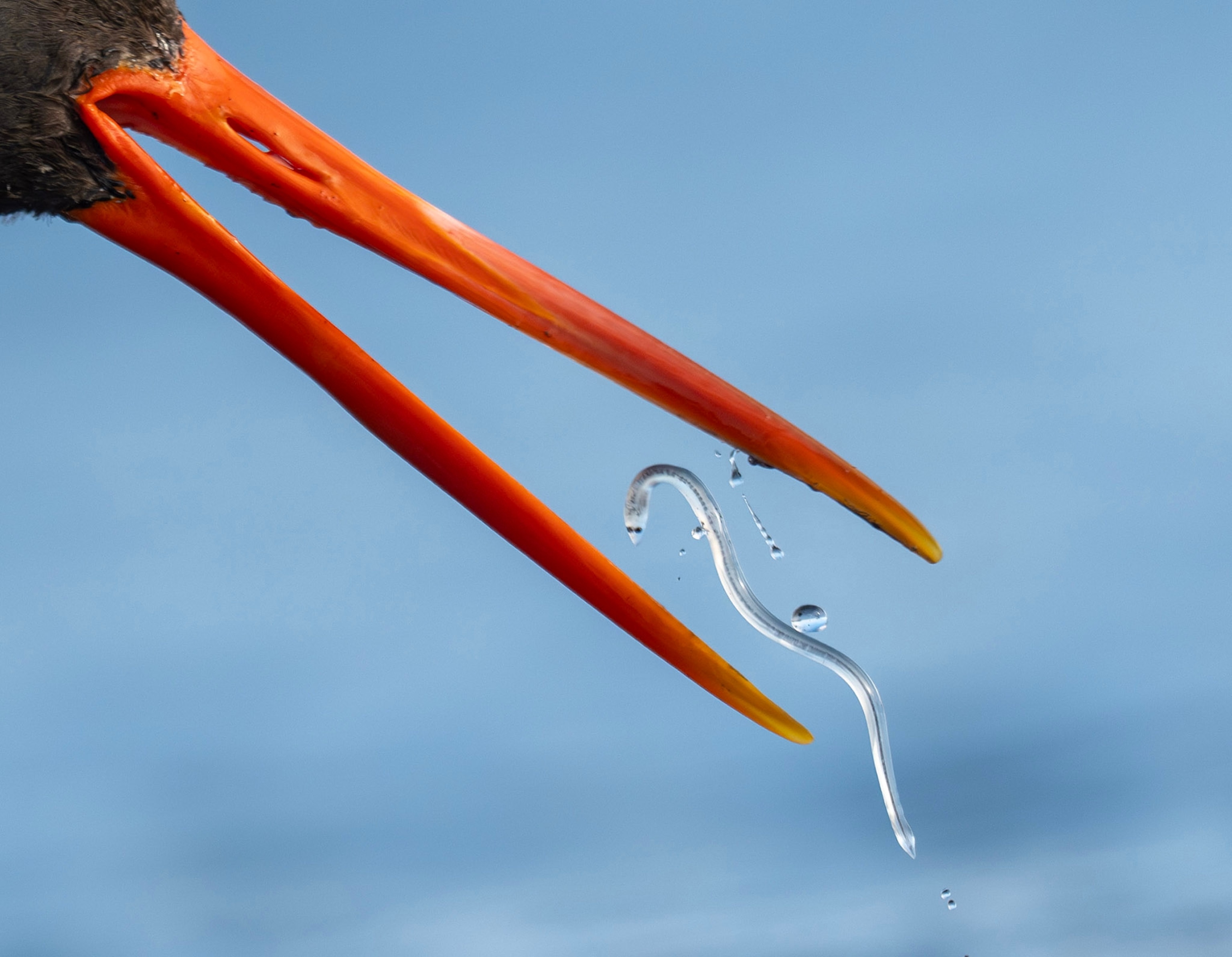The orange beak of a pelican opens up to catch a transparent eel.