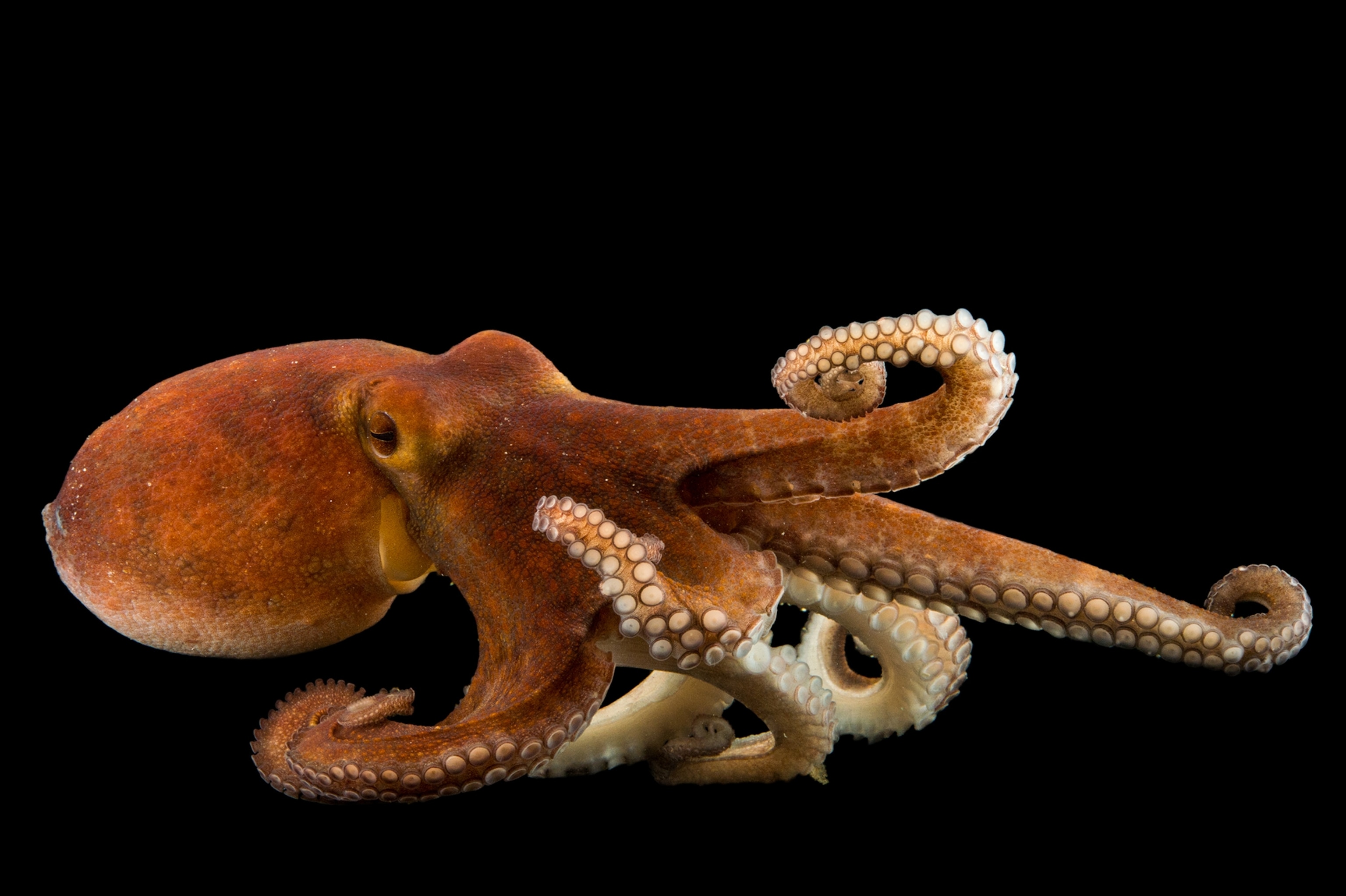 a common octopus at the Gulf Specimen Marine Lab