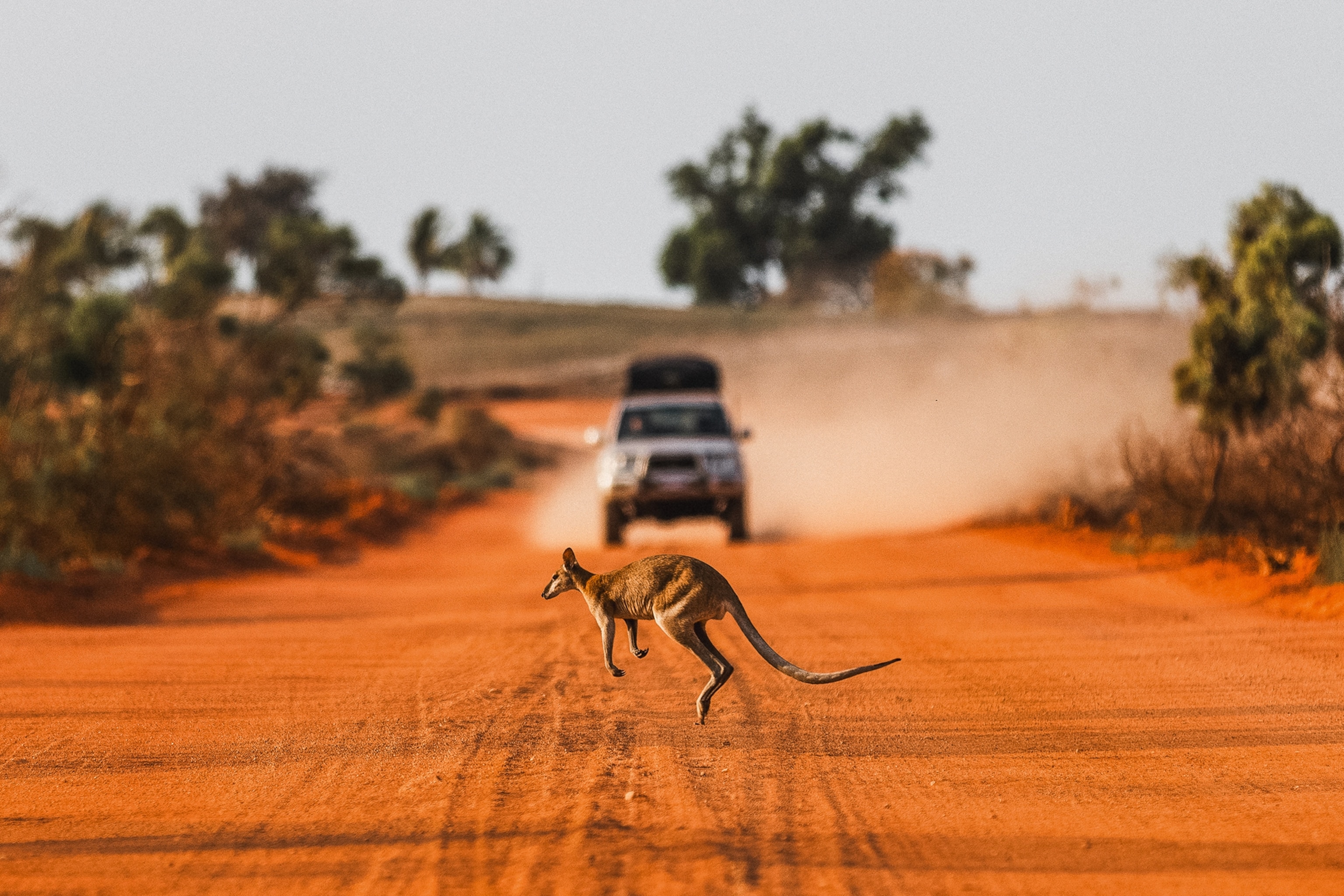 A kangaroo crossing the dusty road in the Australian outback as a car approaches in the distance.