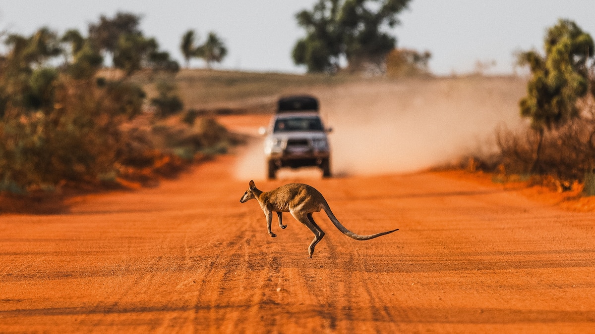 7 of the world's best self-drive safaris